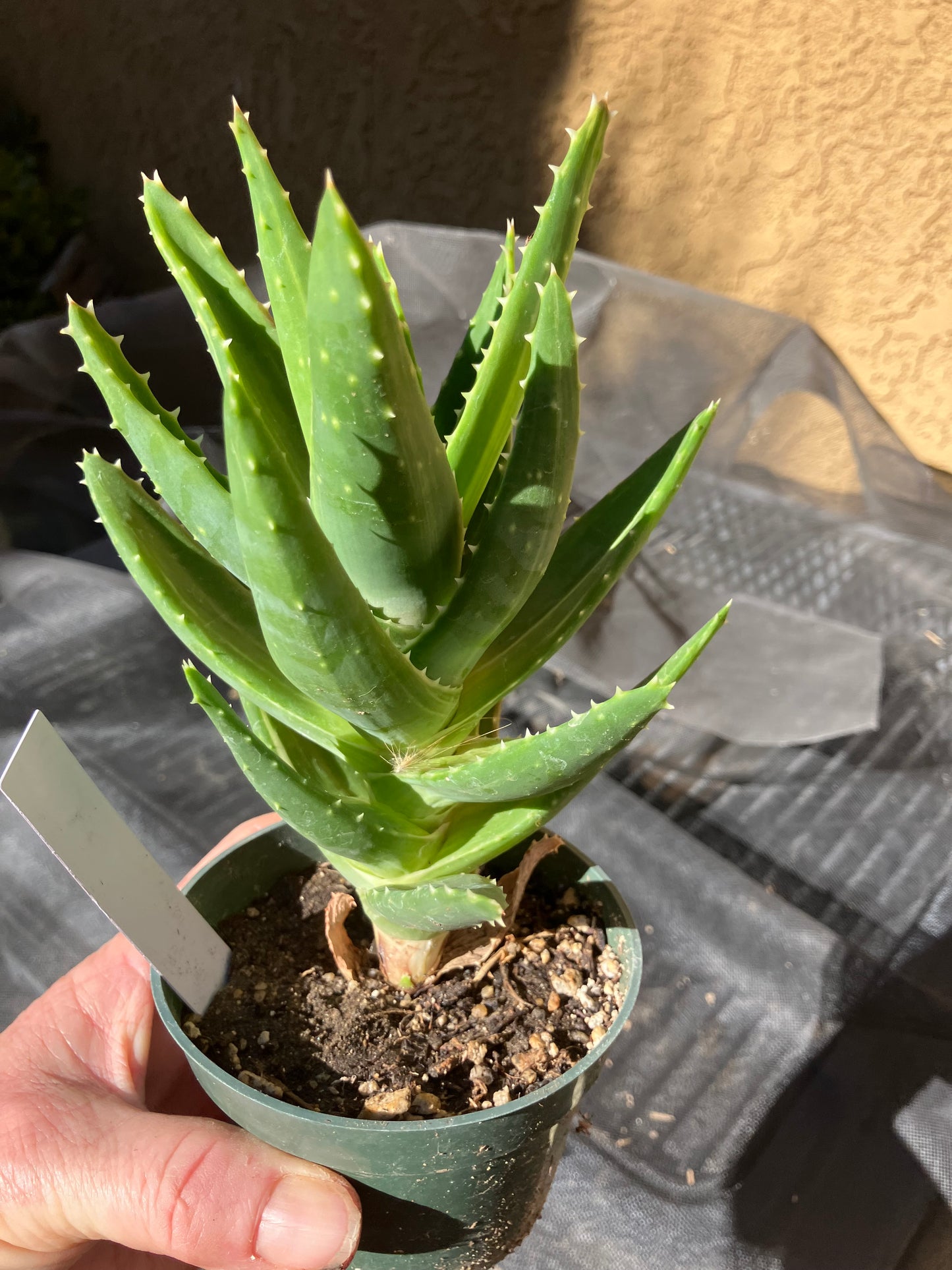 Aloe nobilis  Succulent 6" Tall #196W