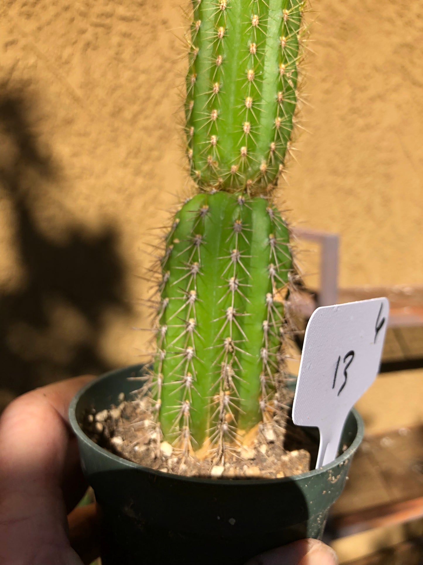 Golden Torch Cactus - Trichocereus spachianus 13" Tall #6W