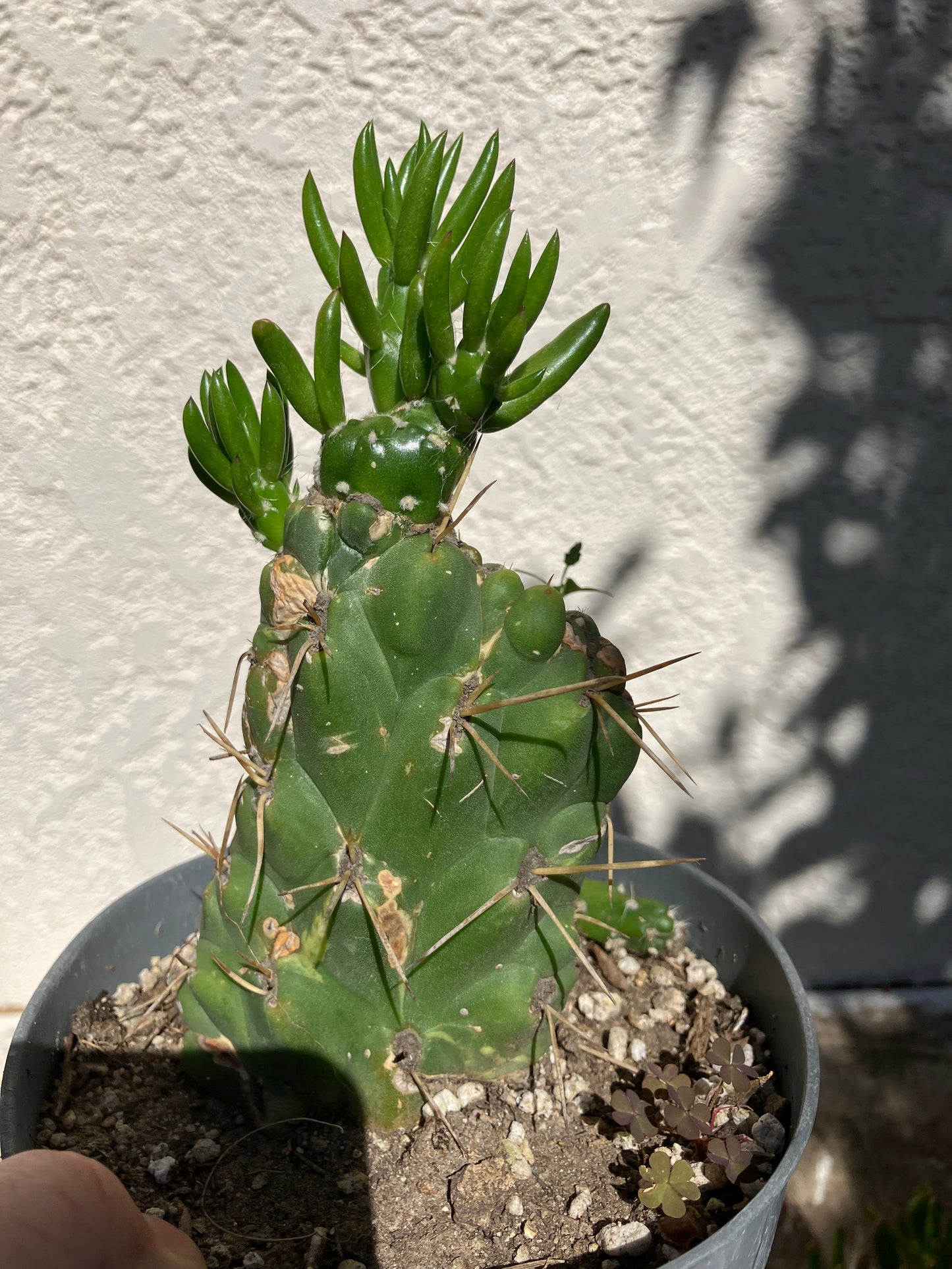 Austrocylinfdropuntia subulata monstrose Eve's Needle Cactus Crest 6"Tall  #66G