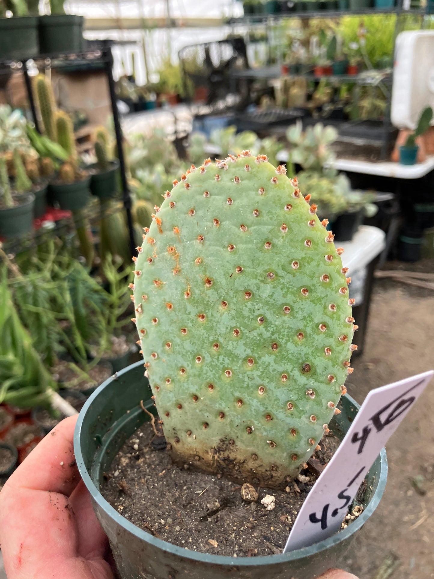 Opuntia Basilaris Beavertail Cactus 4.5"Tall #450W