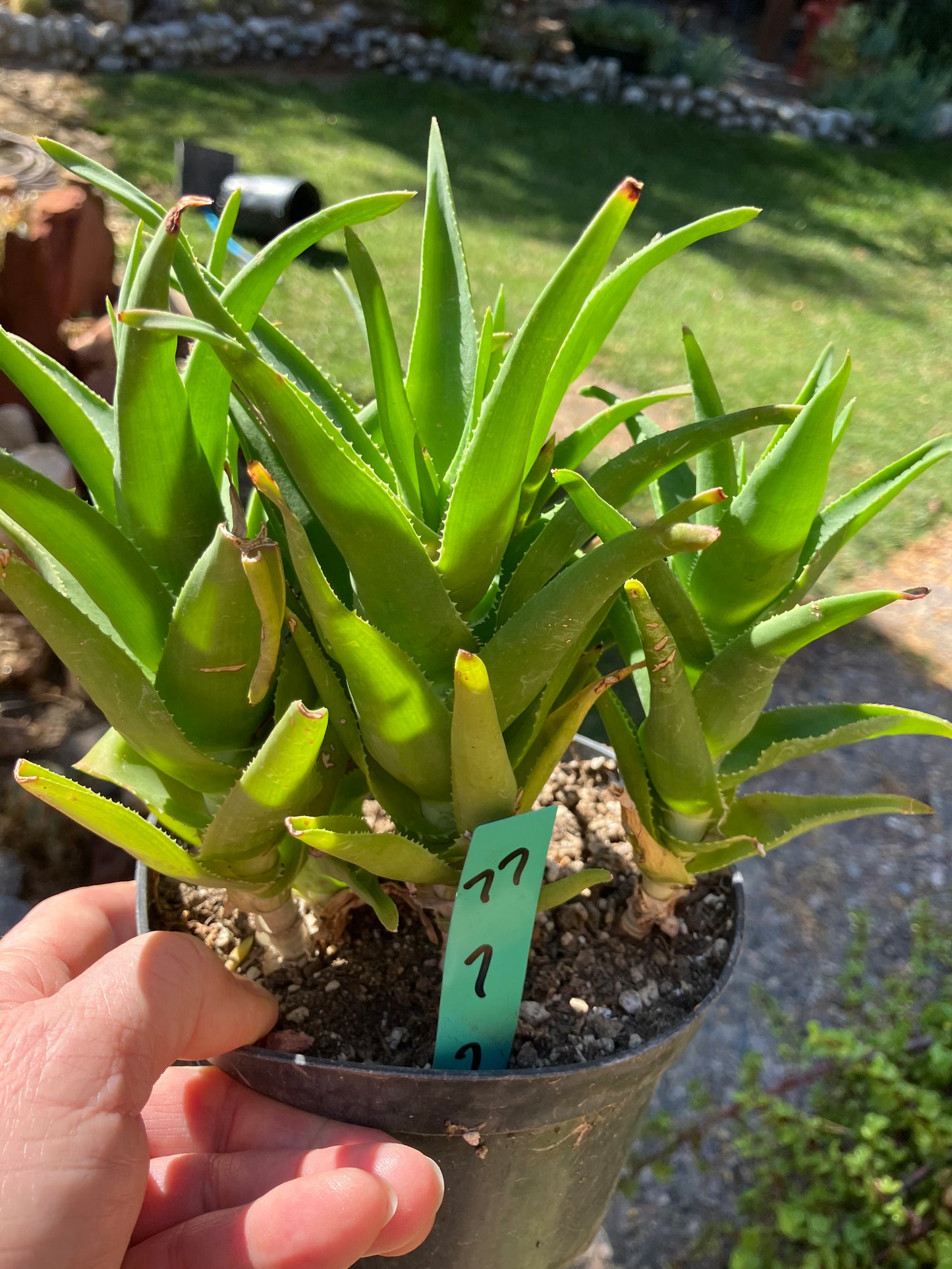 Aloe Ciliaris x Delaeti Hybrid Climbing Succulent 7”Tall 7"Wide #77G