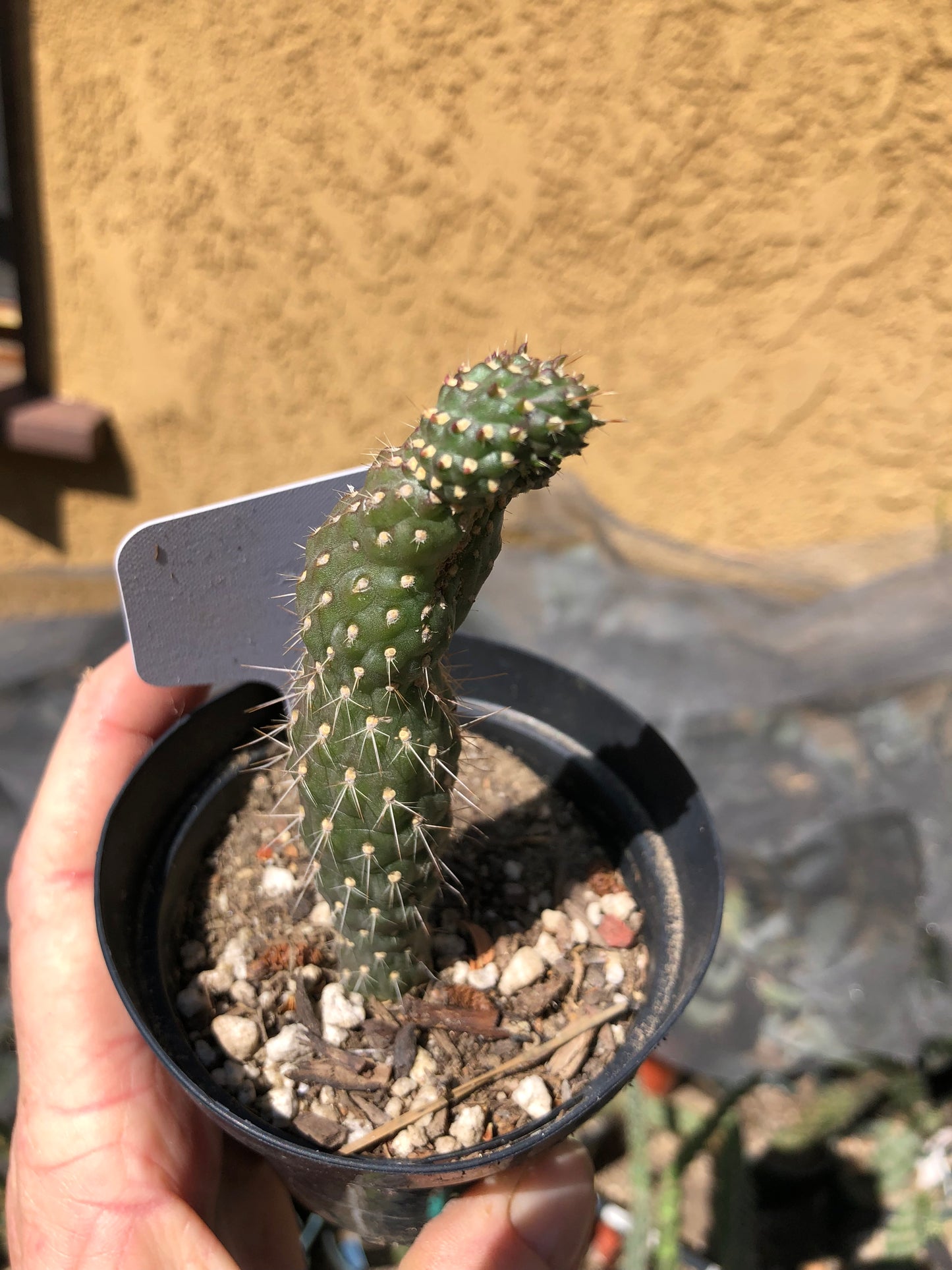 Cylindropuntia fulgida Cholla Boxing Glove Cactus Crest 4"Tall #W