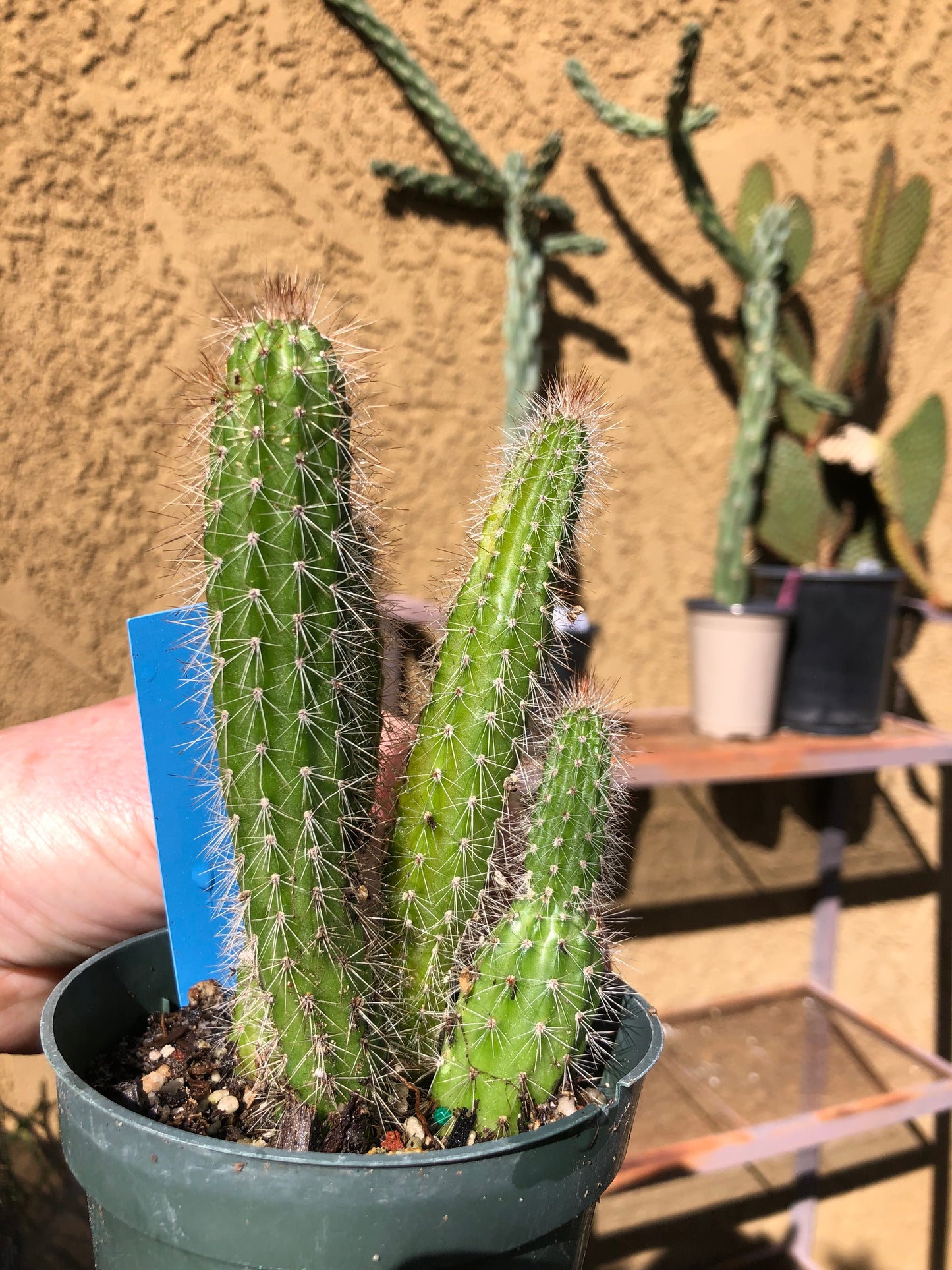 Echinocereus pensilis Snake Cactus Plant 6"Tall #60B