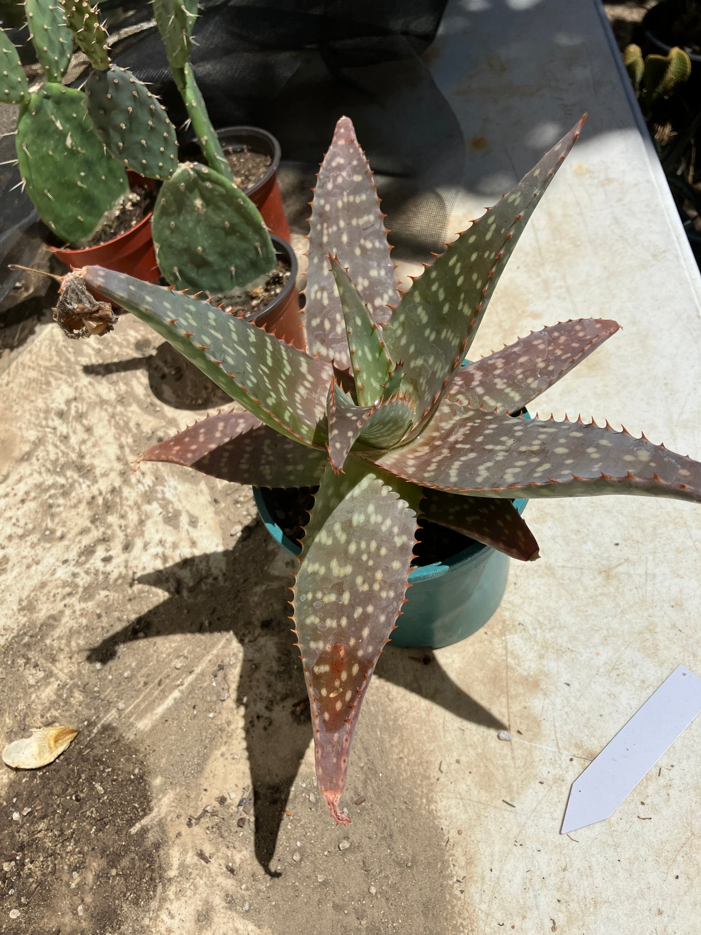 Aloe ~maculata "Soap Aloe" 13" Wide #013Y