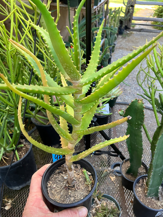 Aloe congolensis Congo Hybrid 13”Tall #93B