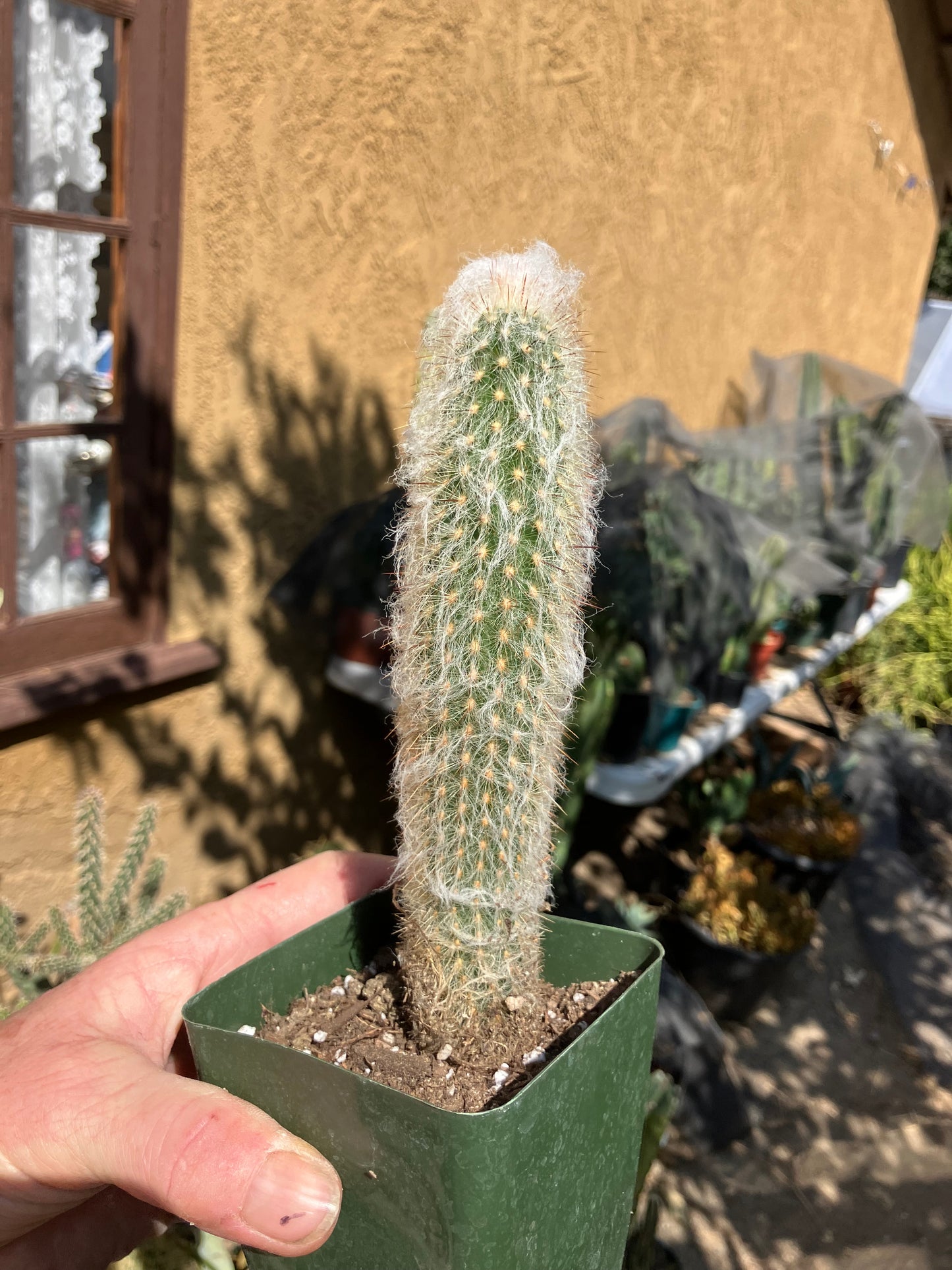 Austrocephalocereus dybowski cabega 8"Tall #125R Torch