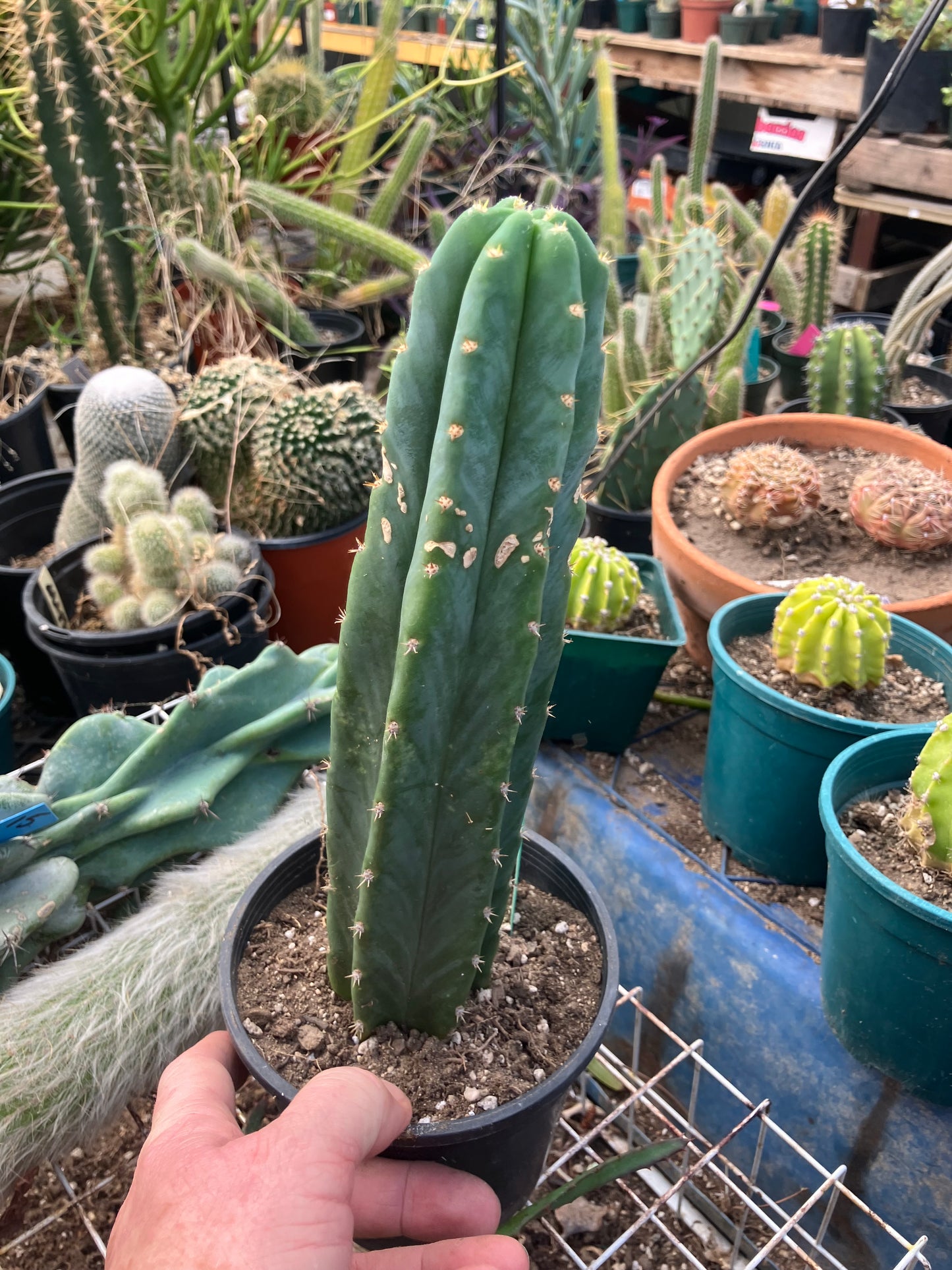 San Pedro Cactus - Trichocereus pachanoi 10" Tall #10G