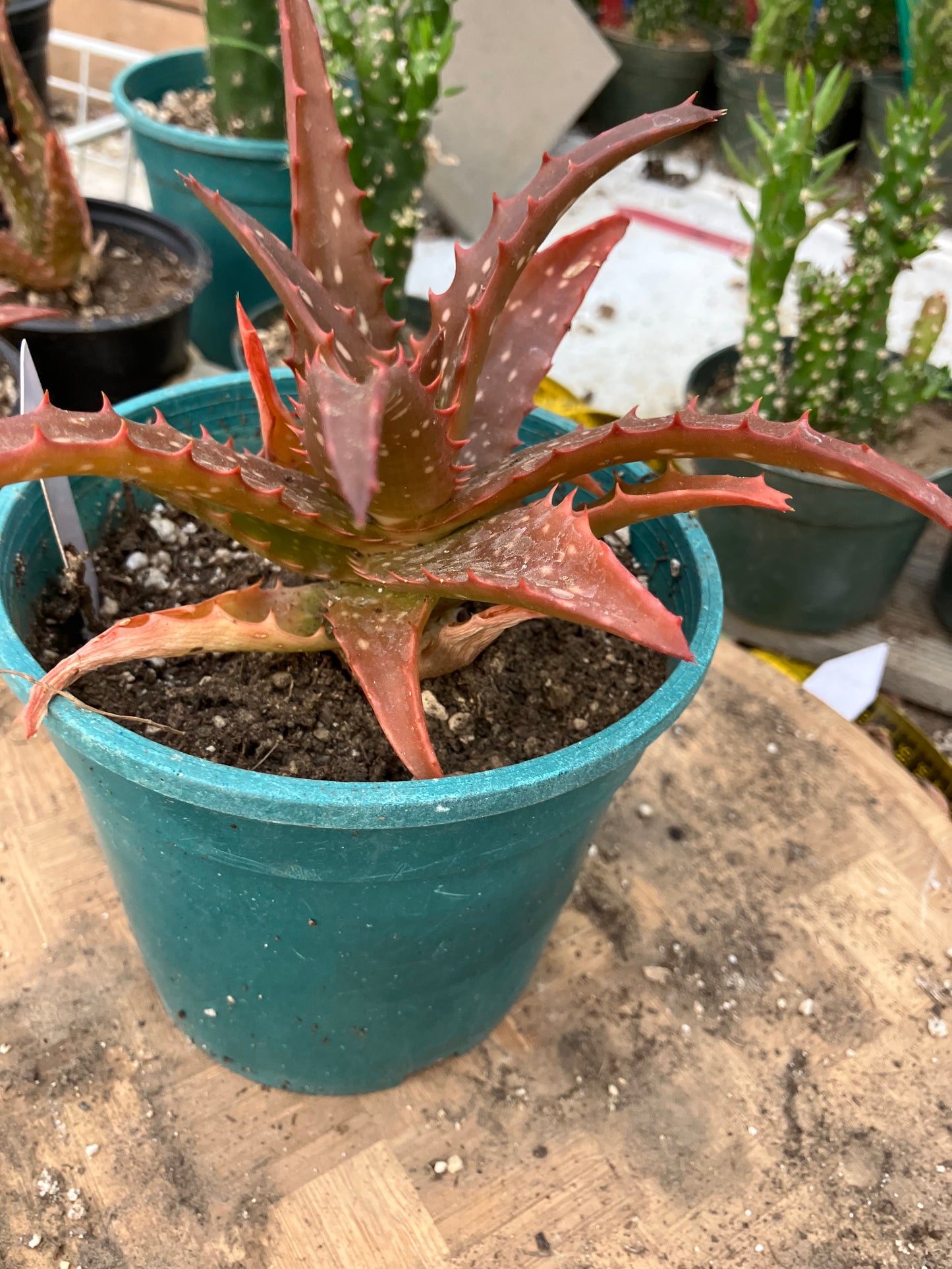 Aloe Hybrid Night Sky Reddens with Extreme temps 6"Wide This Exact Plant #415W