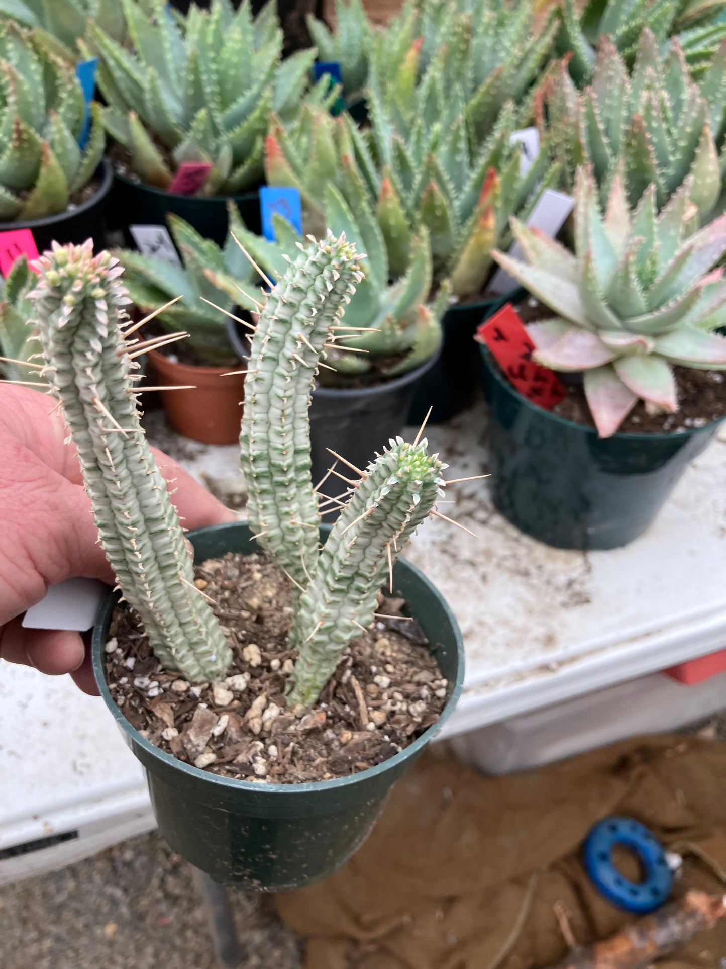 Euphorbia mammillarias variegata Corn Cob 5"Tall #5W