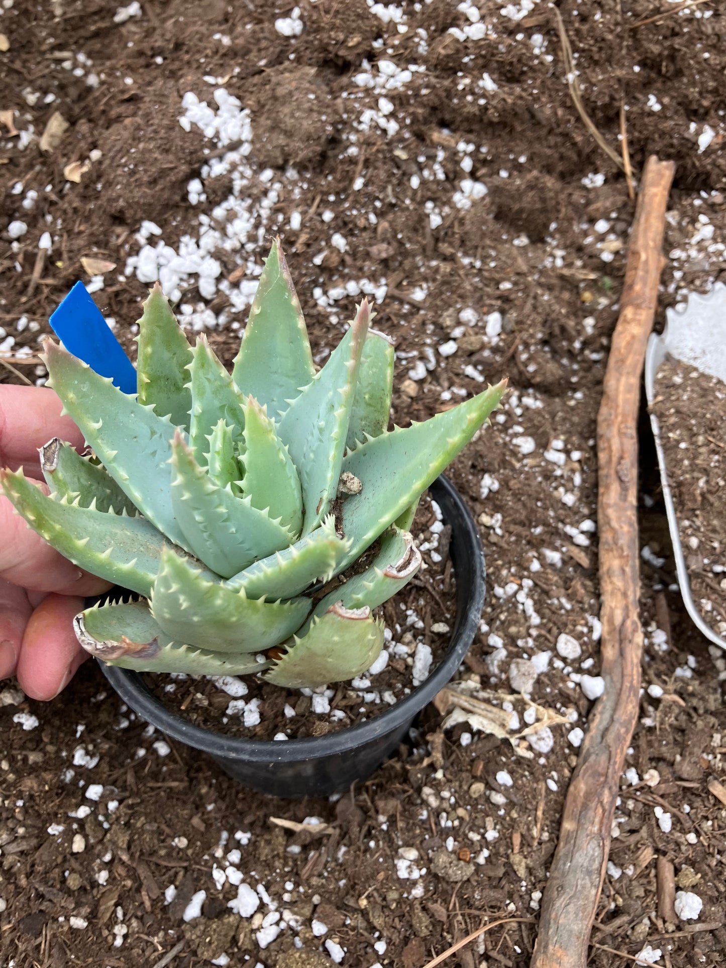 Aloe Brevifolia Short Leaf Aloe  Succulent 5" Wide #18B