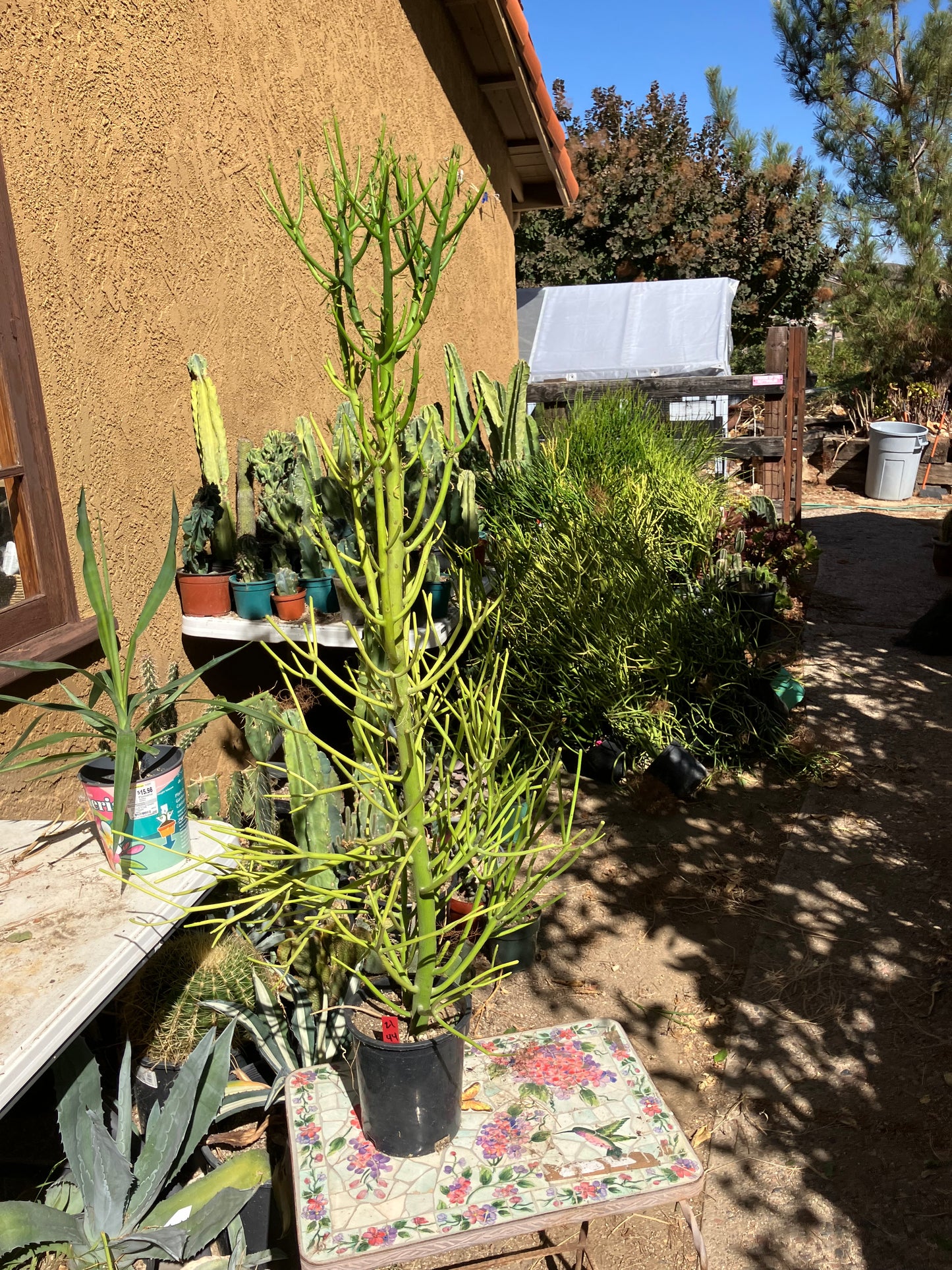 Euphorbia tirucalli Pencil Cactus/Succulent 44"Tall 17"Wide #21R