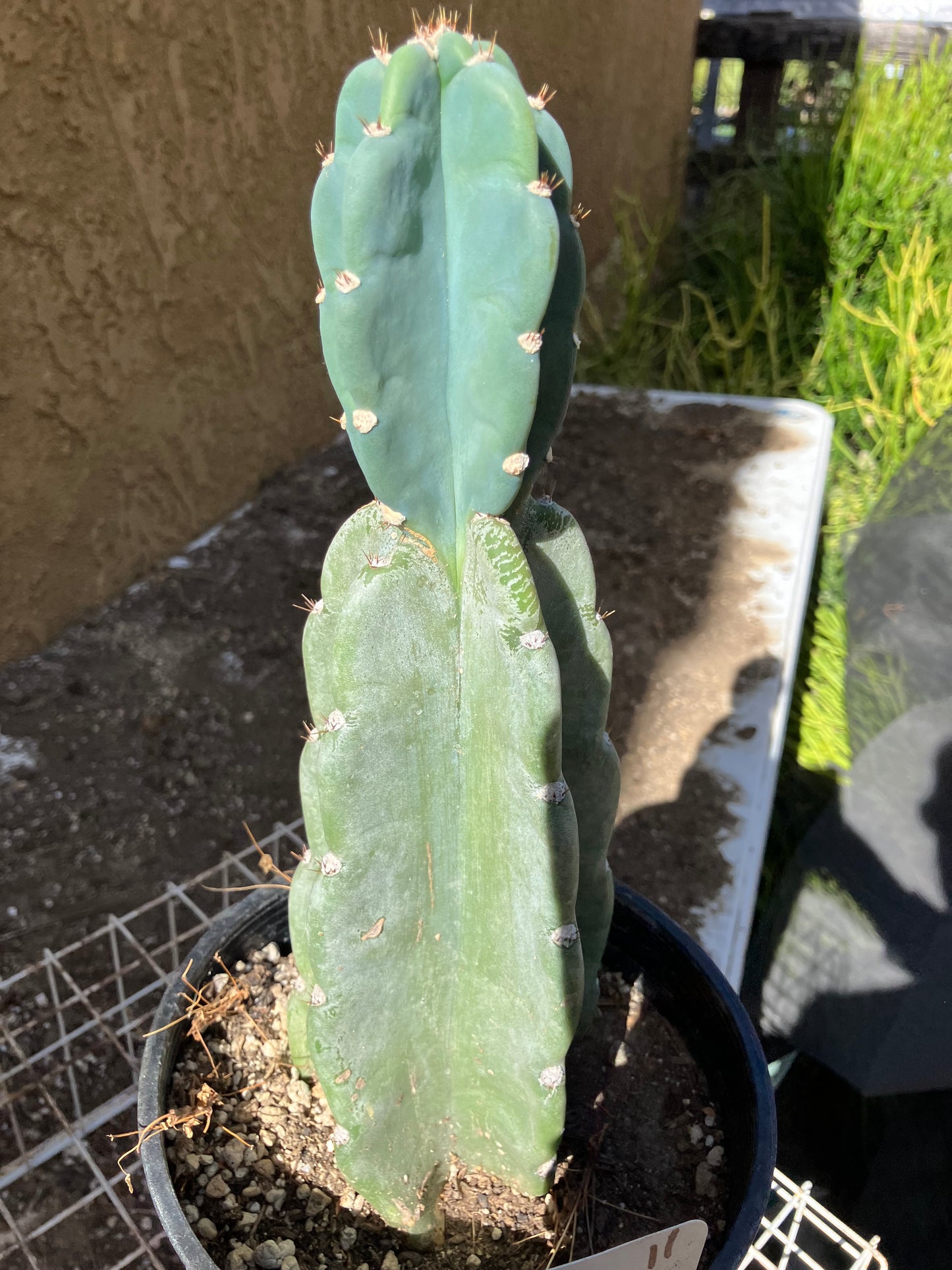 Cereus Peruvianus Night Blooming 11"Tall #11W