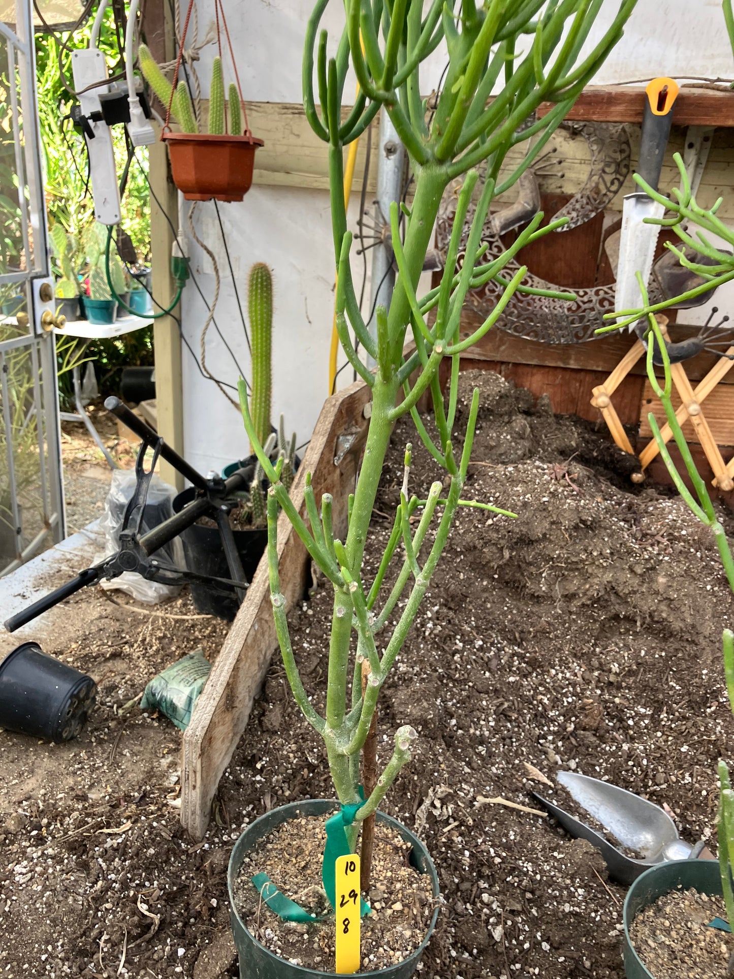 Euphorbia tirucalli Pencil Cactus 29"Tall 9"Wide #10Y