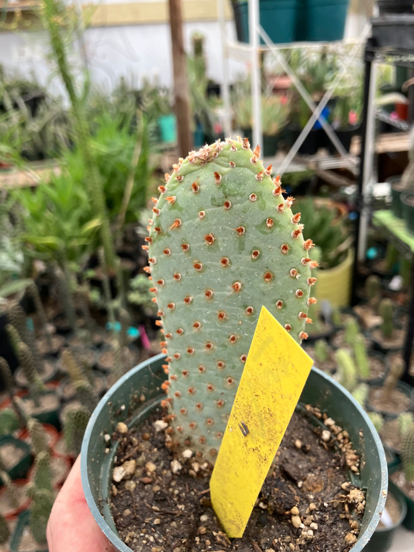 Opuntia Basilaris Beavertail Cactus 5"Tall #31Y