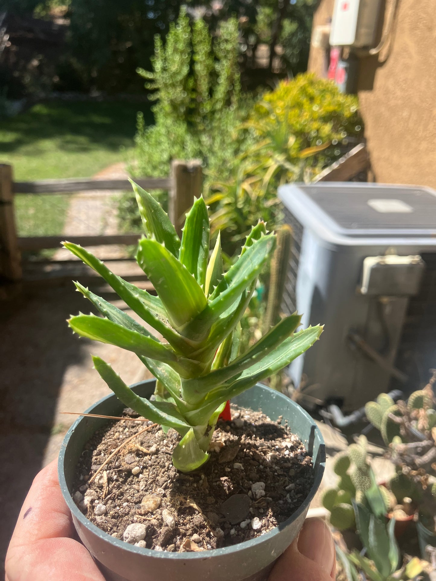 Aloe nobilis Variegated Succulent 3" Tall #R