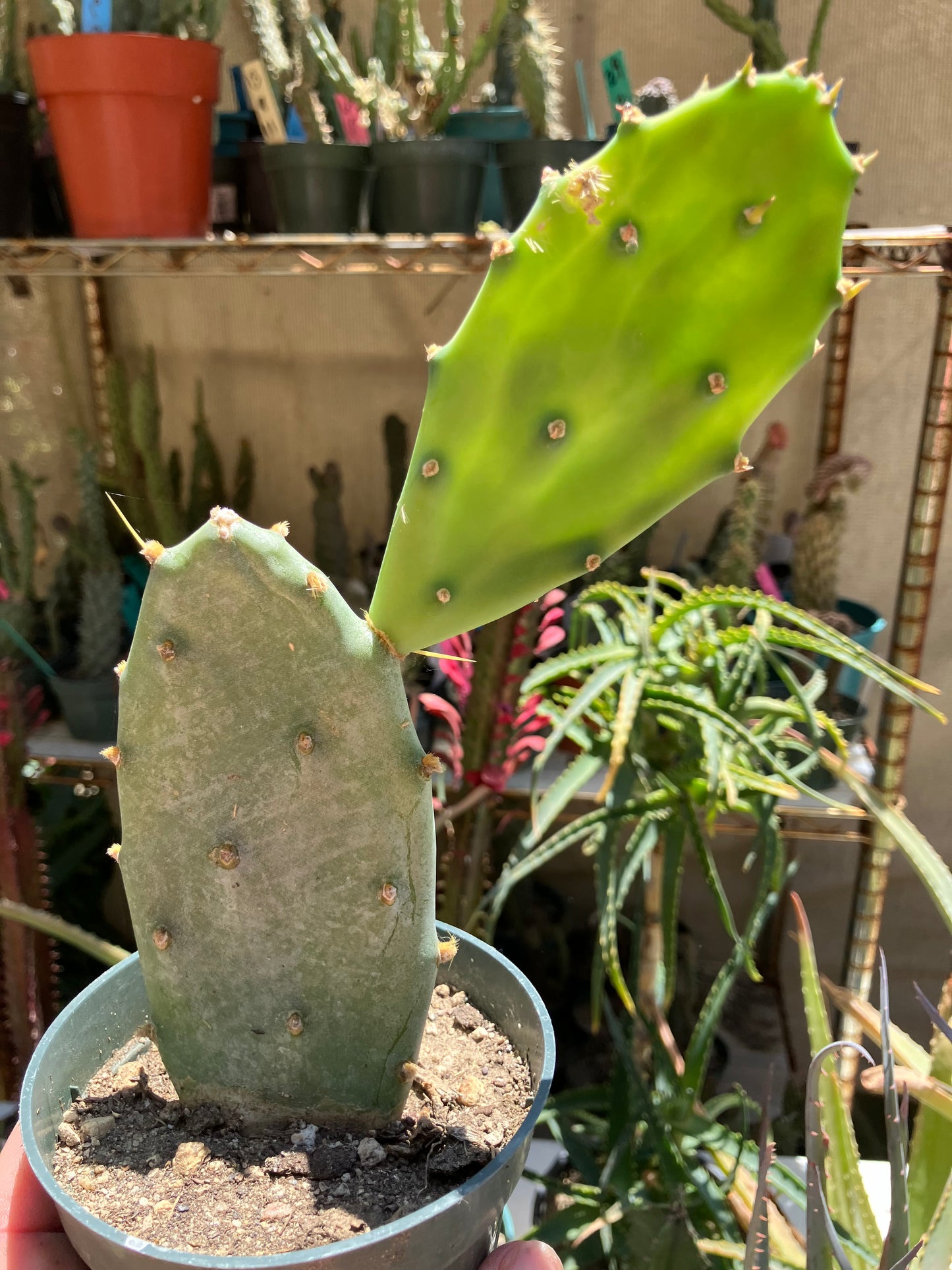 Opuntia Emerald wave Cactus 8”Tall  #8P*