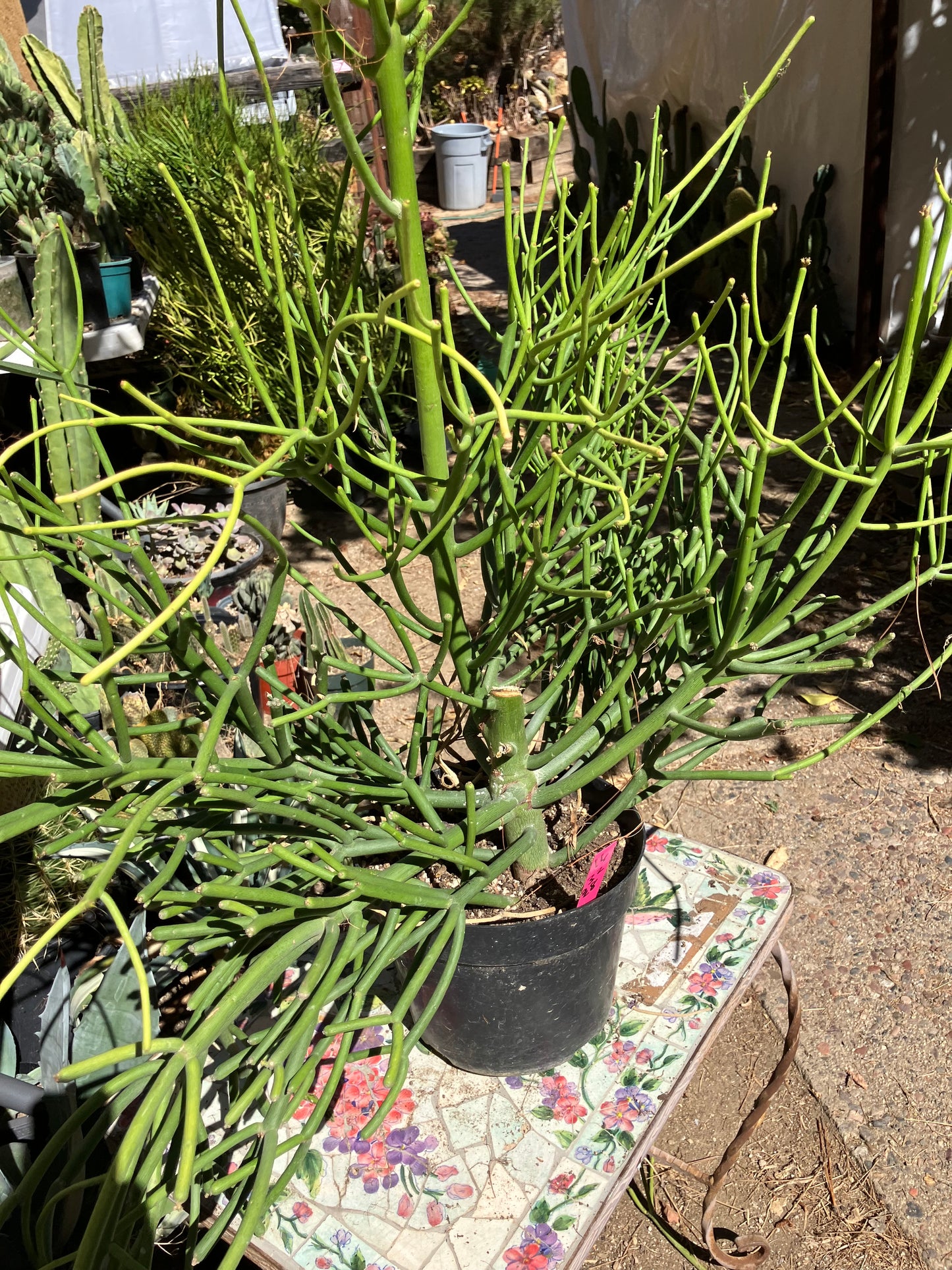 Euphorbia tirucalli Pencil Cactus/Succulent 32"Tall 38"Wide #16P