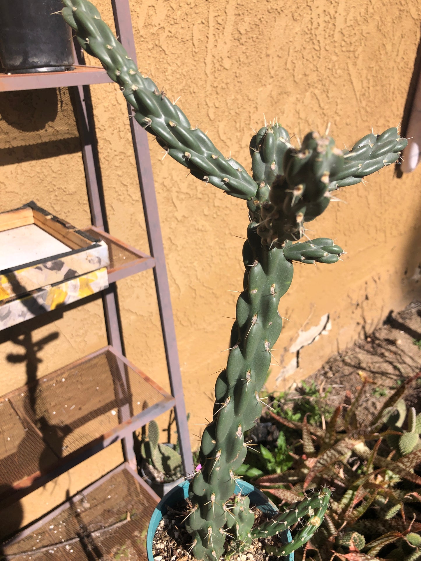 Cholla Cylindropuntia  Buckhorn 16”Tall #32P