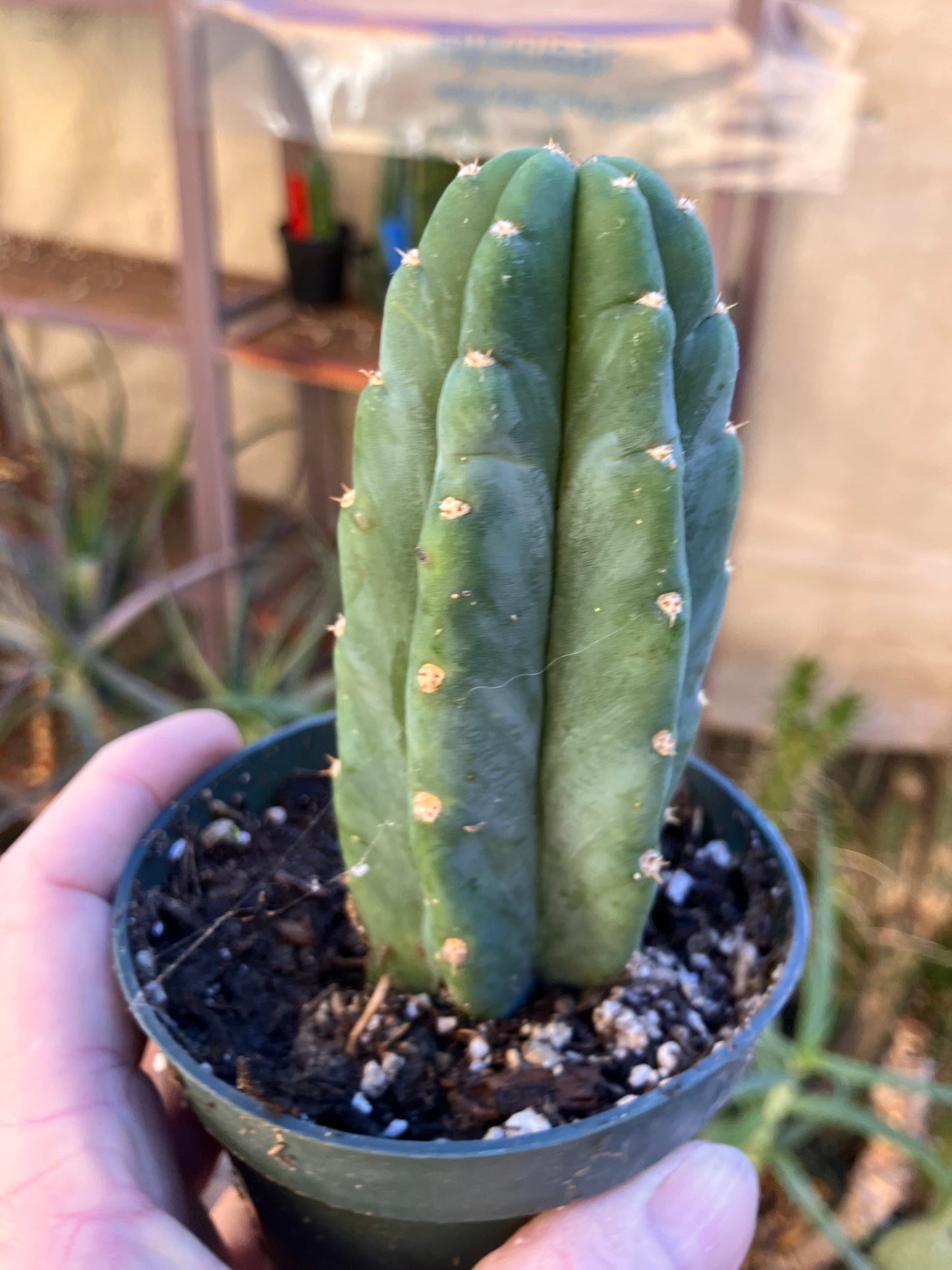 San Pedro Cactus - Trichocereus pachanoi 5"Tall #14R