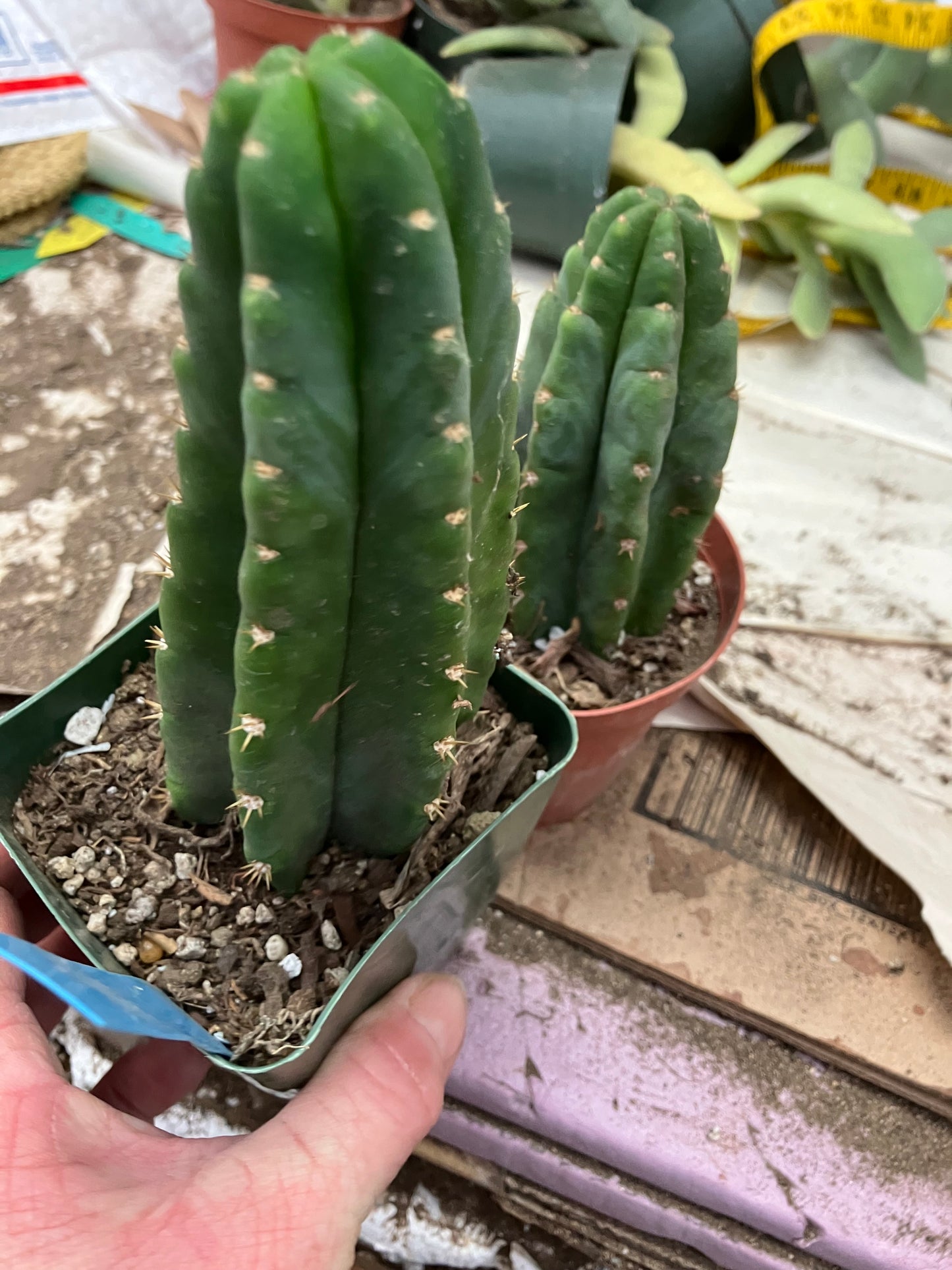 San Pedro Cactus  Trichocereus pachanoi 6"Tall #66B