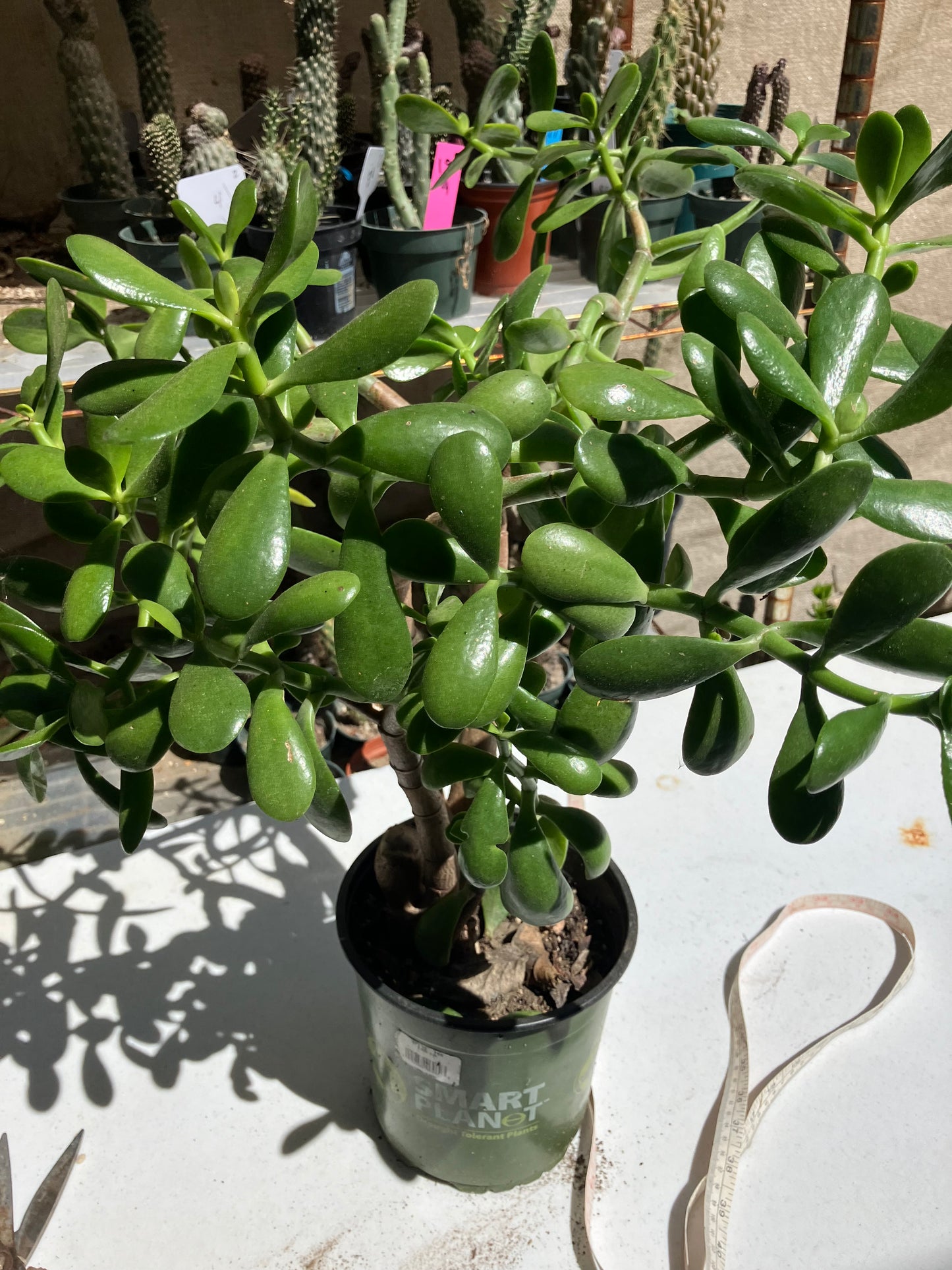 Crassula Ovata Money Jade 17”T 18”W #178B