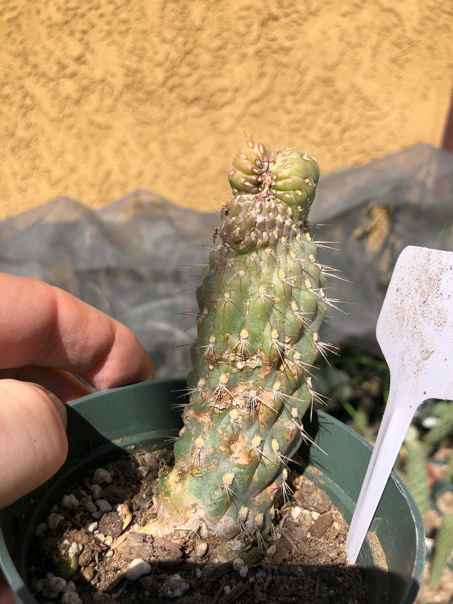 Cylindropuntia fulgida Cholla Boxing Glove Cactus Crest 4"Tall #2W