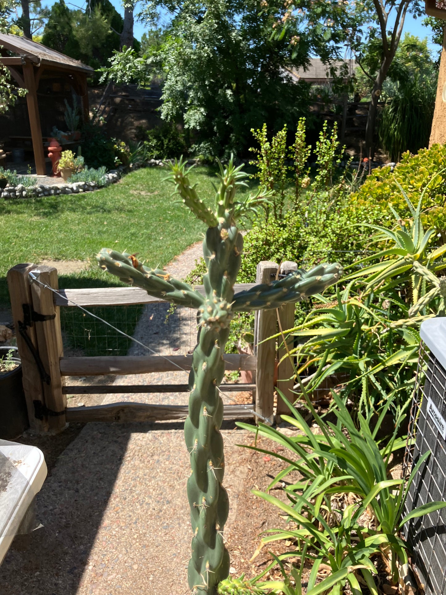 Cholla Cylindropuntia  Buckhorn  Cactus 17”Tall #051P