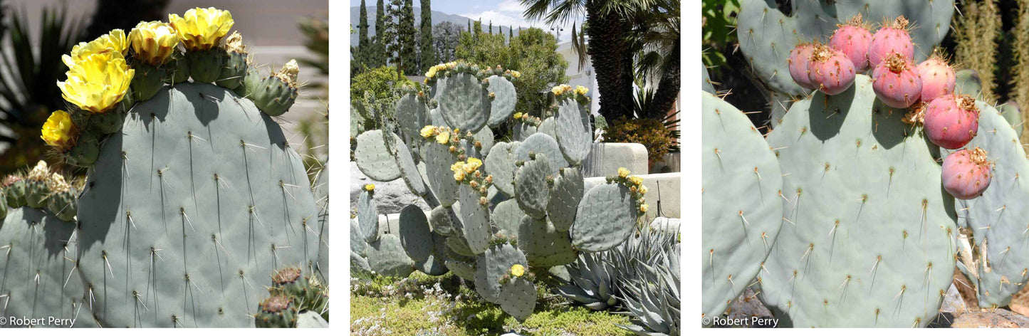 Opuntia robusta Dinner Plate Nopal Silver Dollar Cactus 11.5"Tall 5”Wide #112B