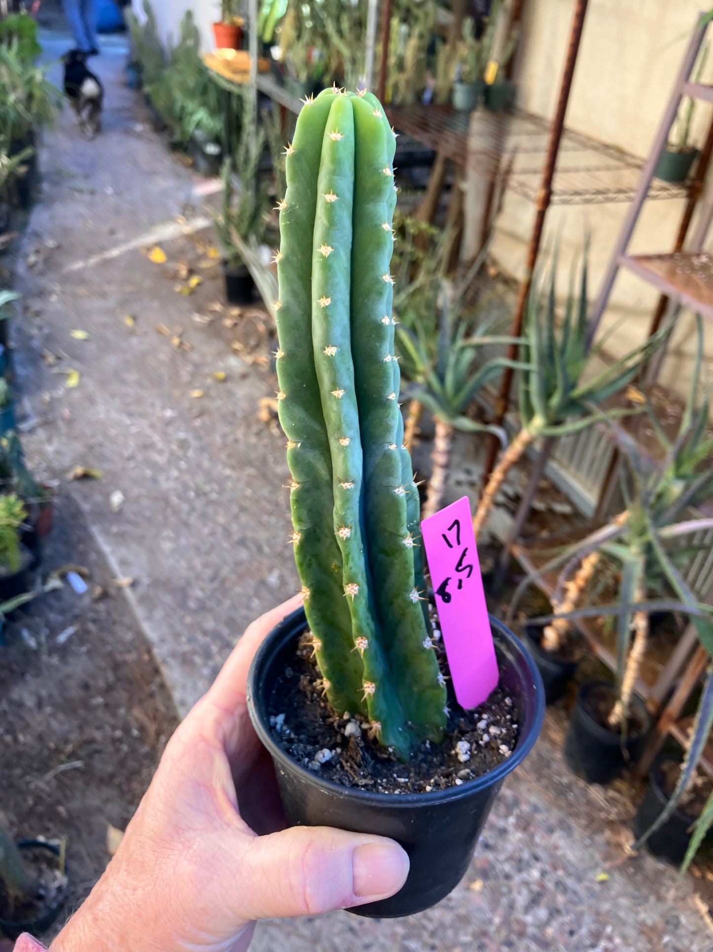 San Pedro Cactus - Trichocereus pachanoi 8.5"Tall #17P