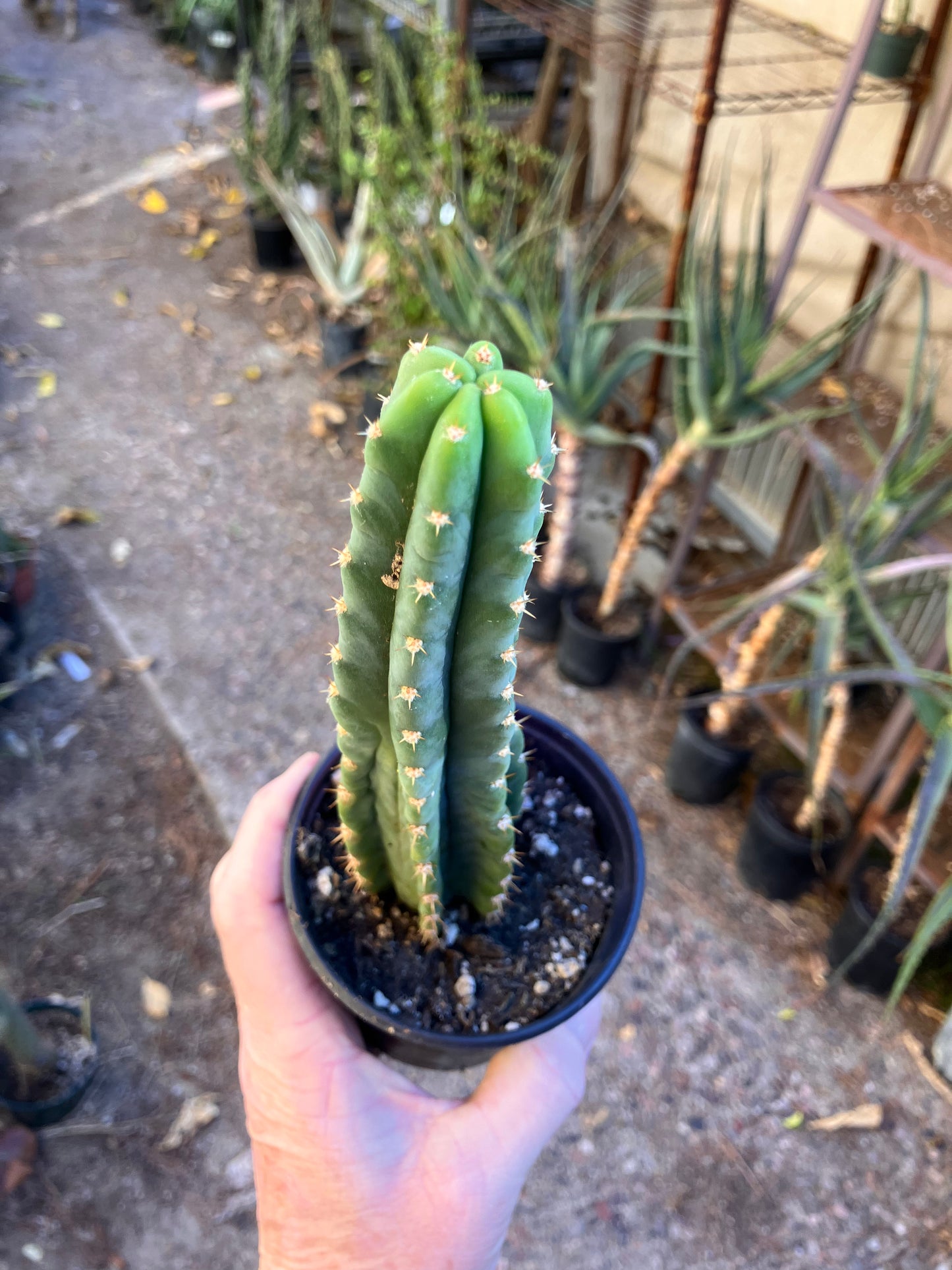 San Pedro Cactus - Trichocereus pachanoi 8.5"Tall #17P