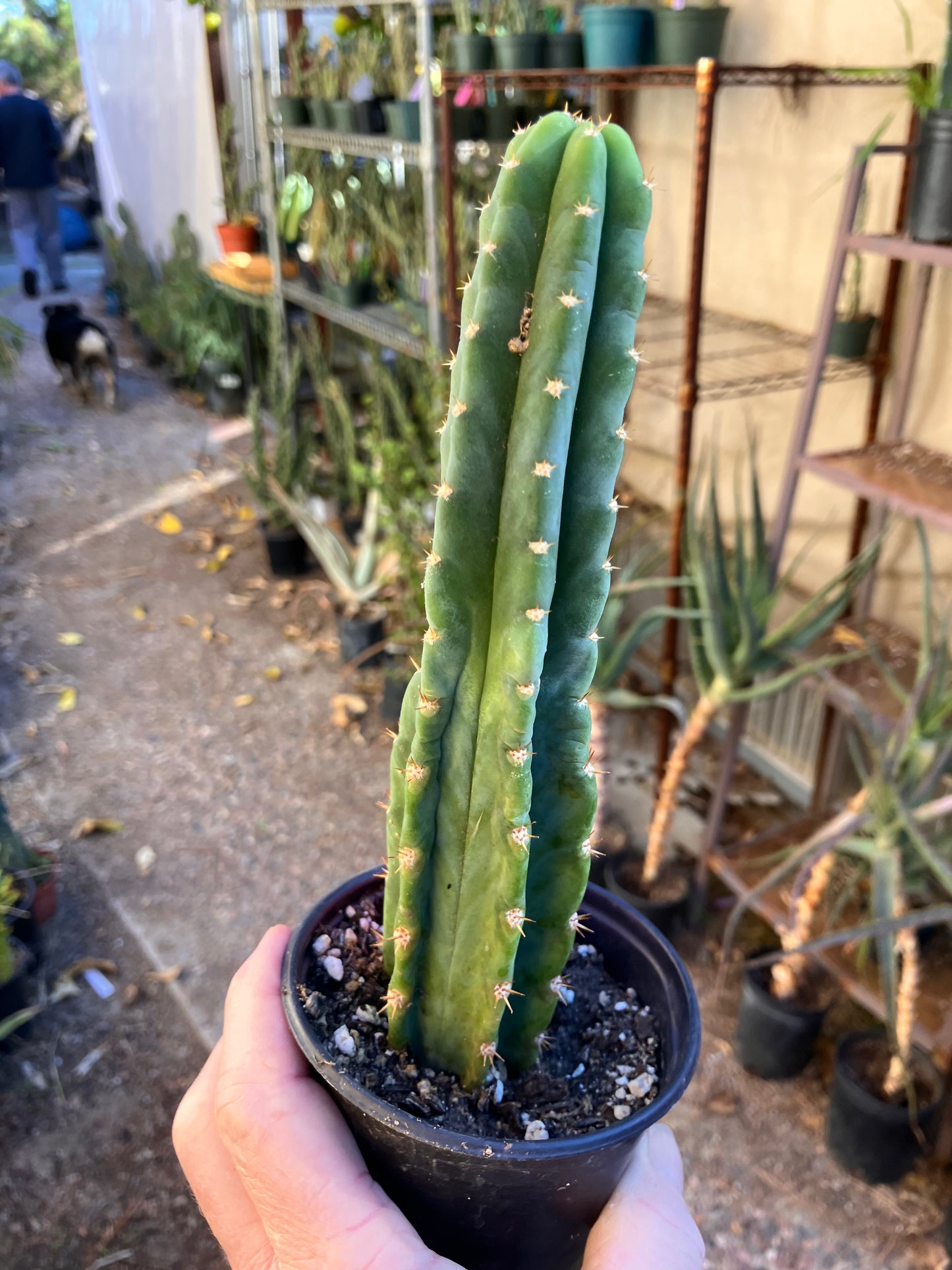 San Pedro Cactus - Trichocereus pachanoi 8.5"Tall #17P
