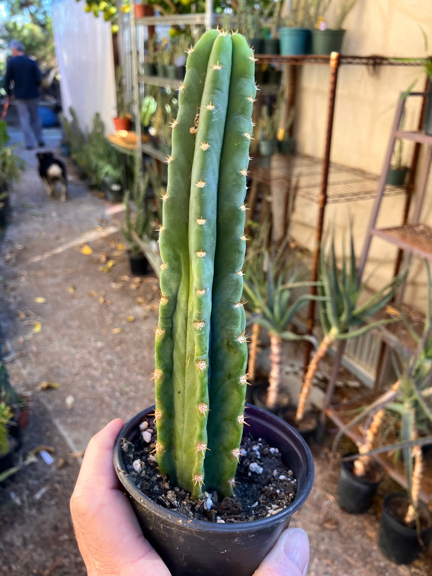 San Pedro Cactus - Trichocereus pachanoi 8.5"Tall #17P