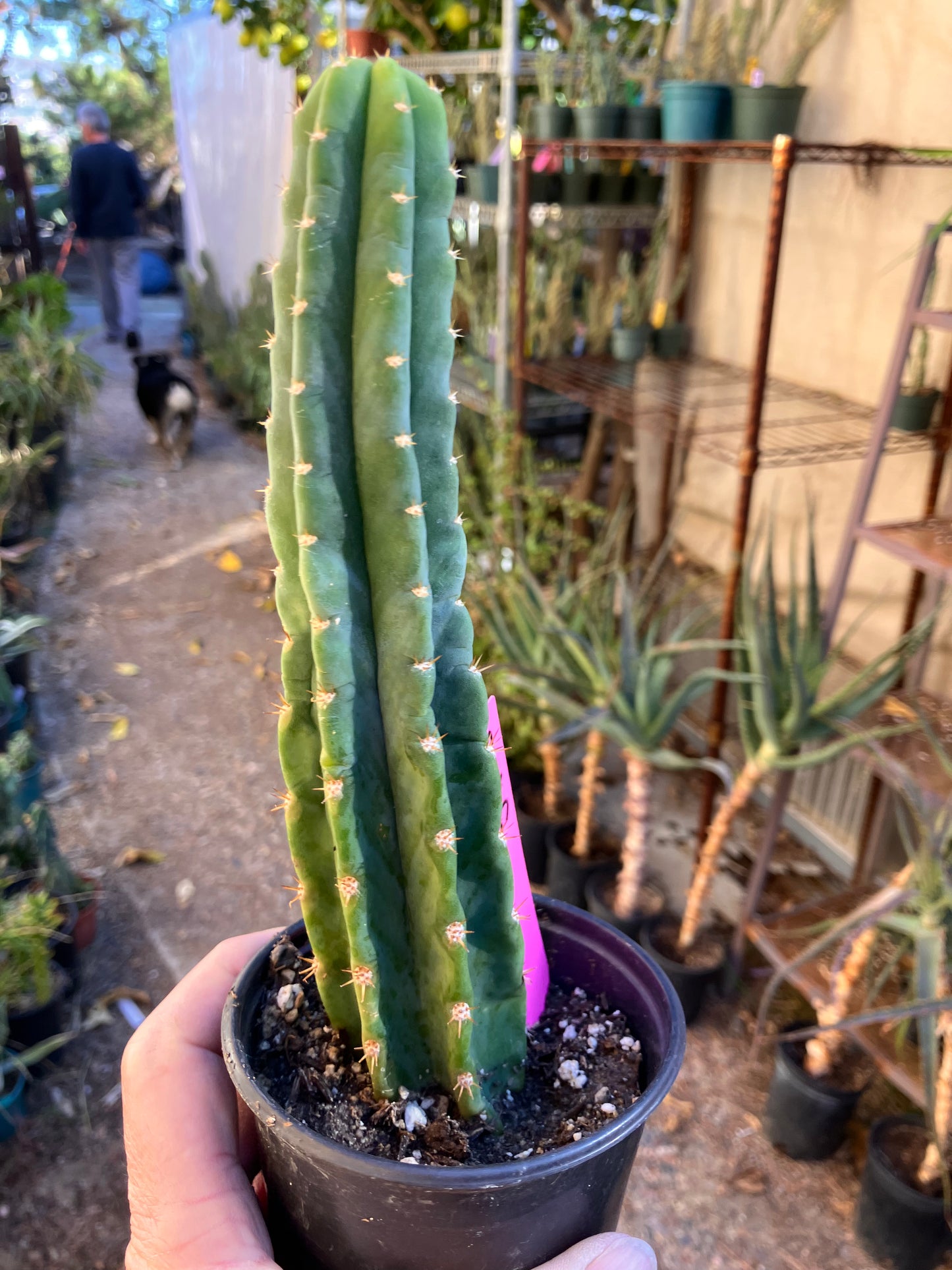 San Pedro Cactus - Trichocereus pachanoi 8.5"Tall #17P