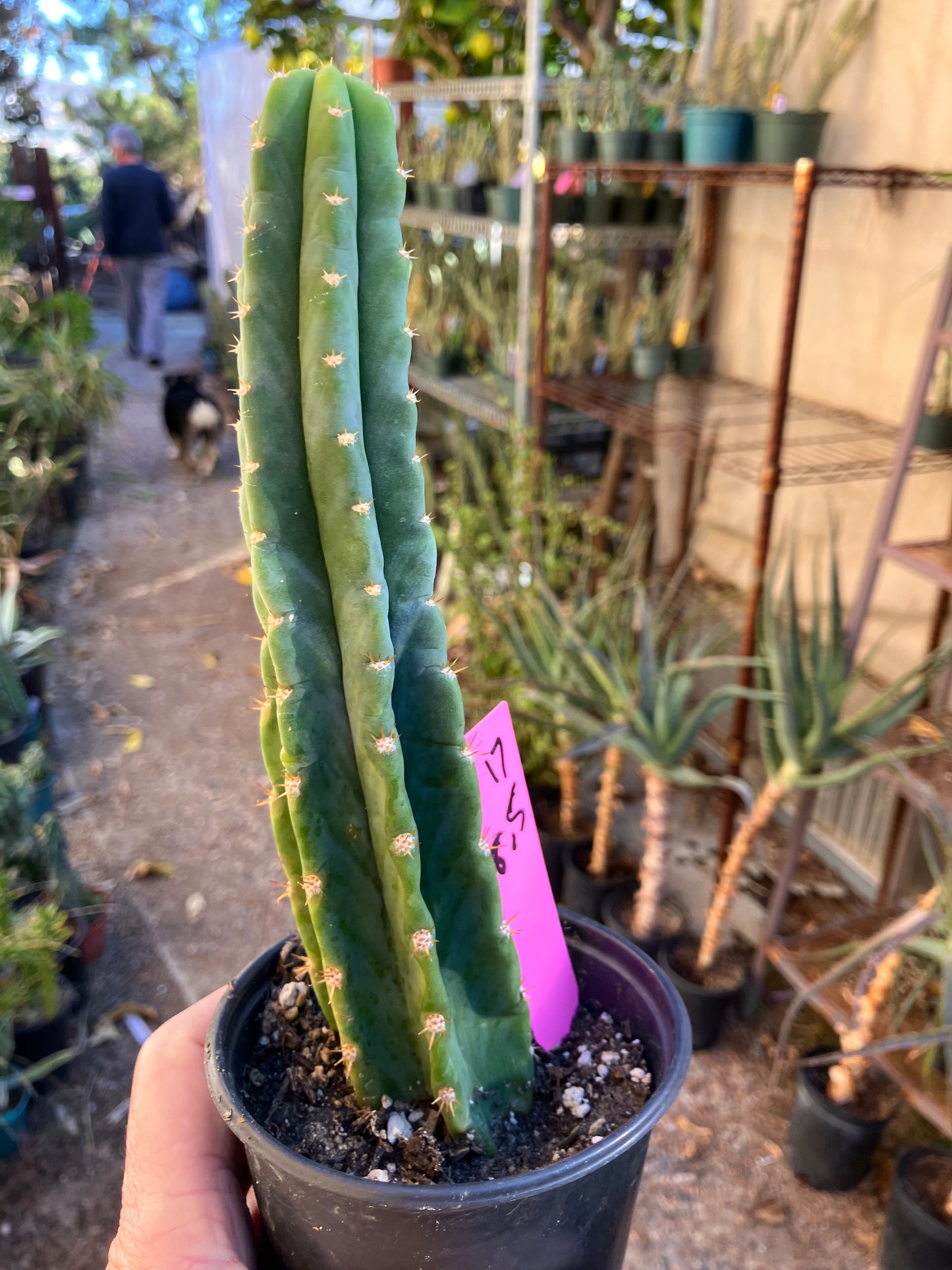 San Pedro Cactus - Trichocereus pachanoi 8.5"Tall #17P