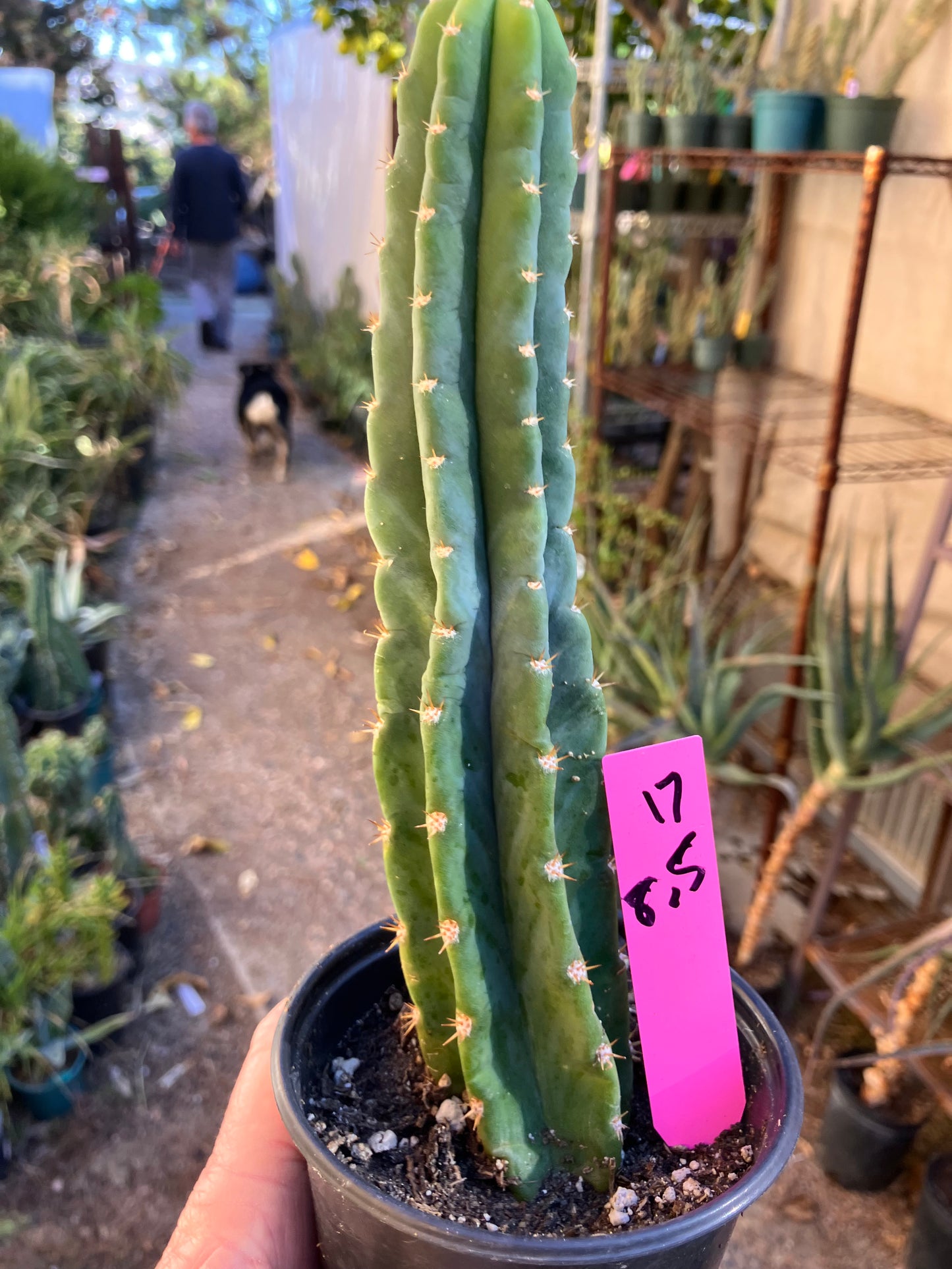 San Pedro Cactus - Trichocereus pachanoi 8.5"Tall #17P
