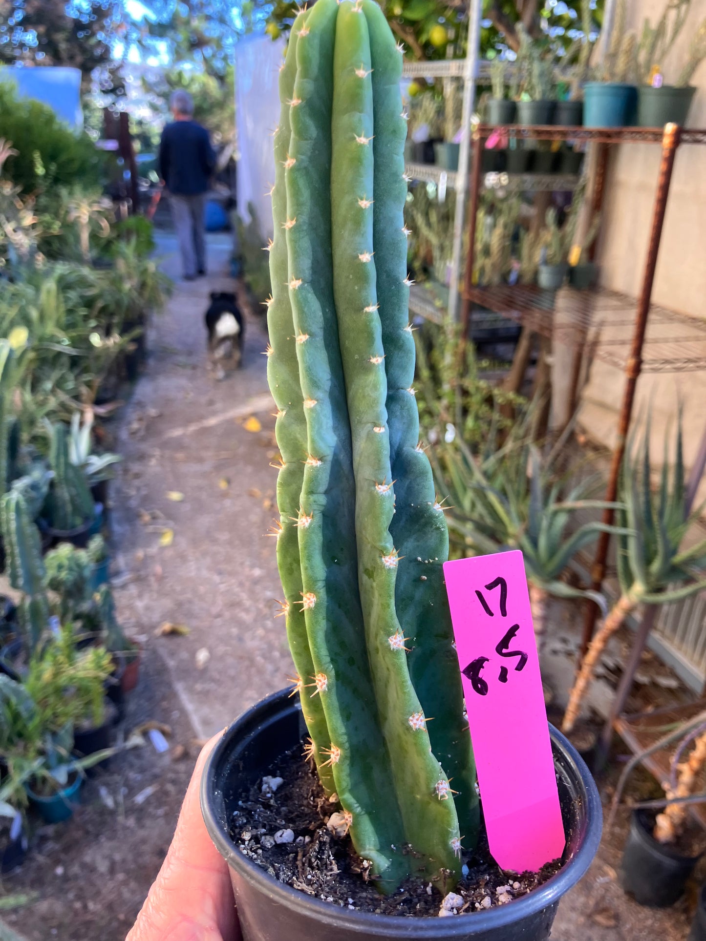 San Pedro Cactus - Trichocereus pachanoi 8.5"Tall #17P