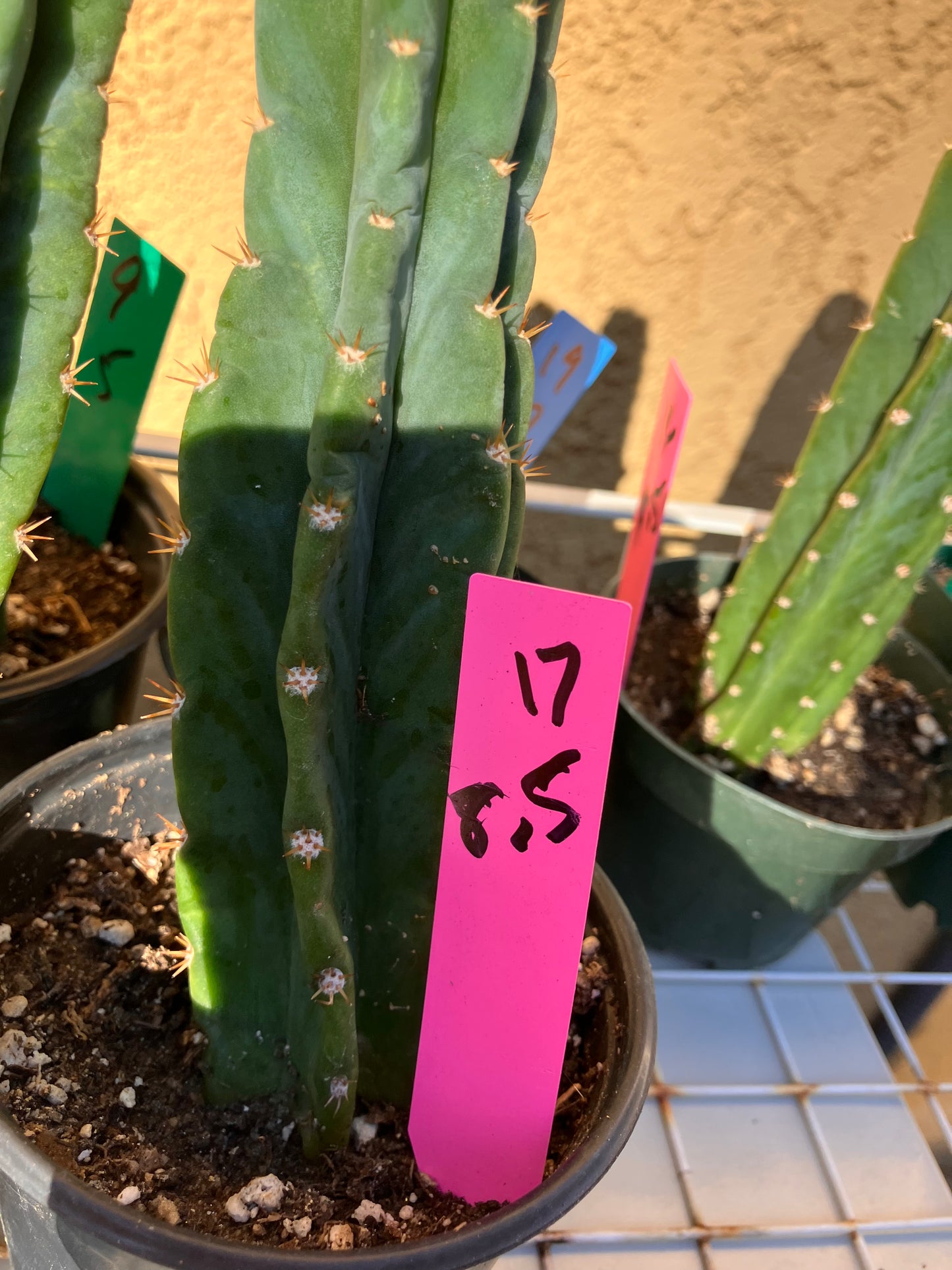 San Pedro Cactus - Trichocereus pachanoi 8.5"Tall #17P