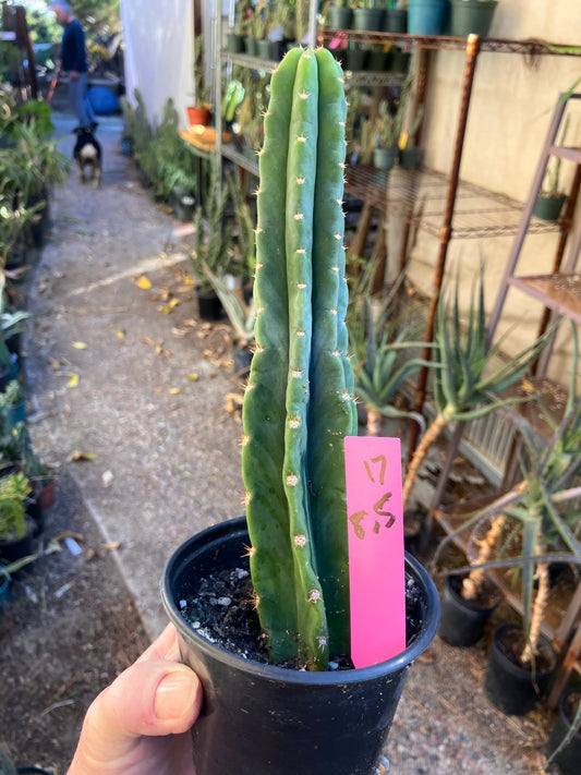 San Pedro Cactus - Trichocereus pachanoi 8.5"Tall #17P