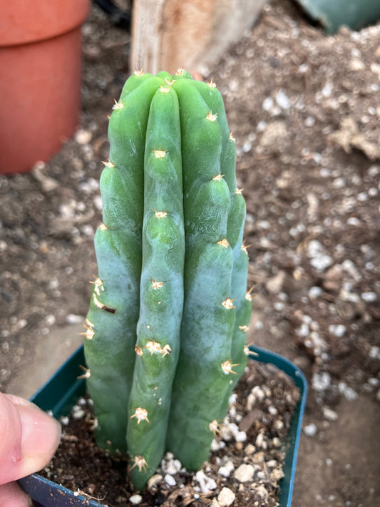 San Pedro Cactus - Trichocereus pachanoi 5"Tall #05P