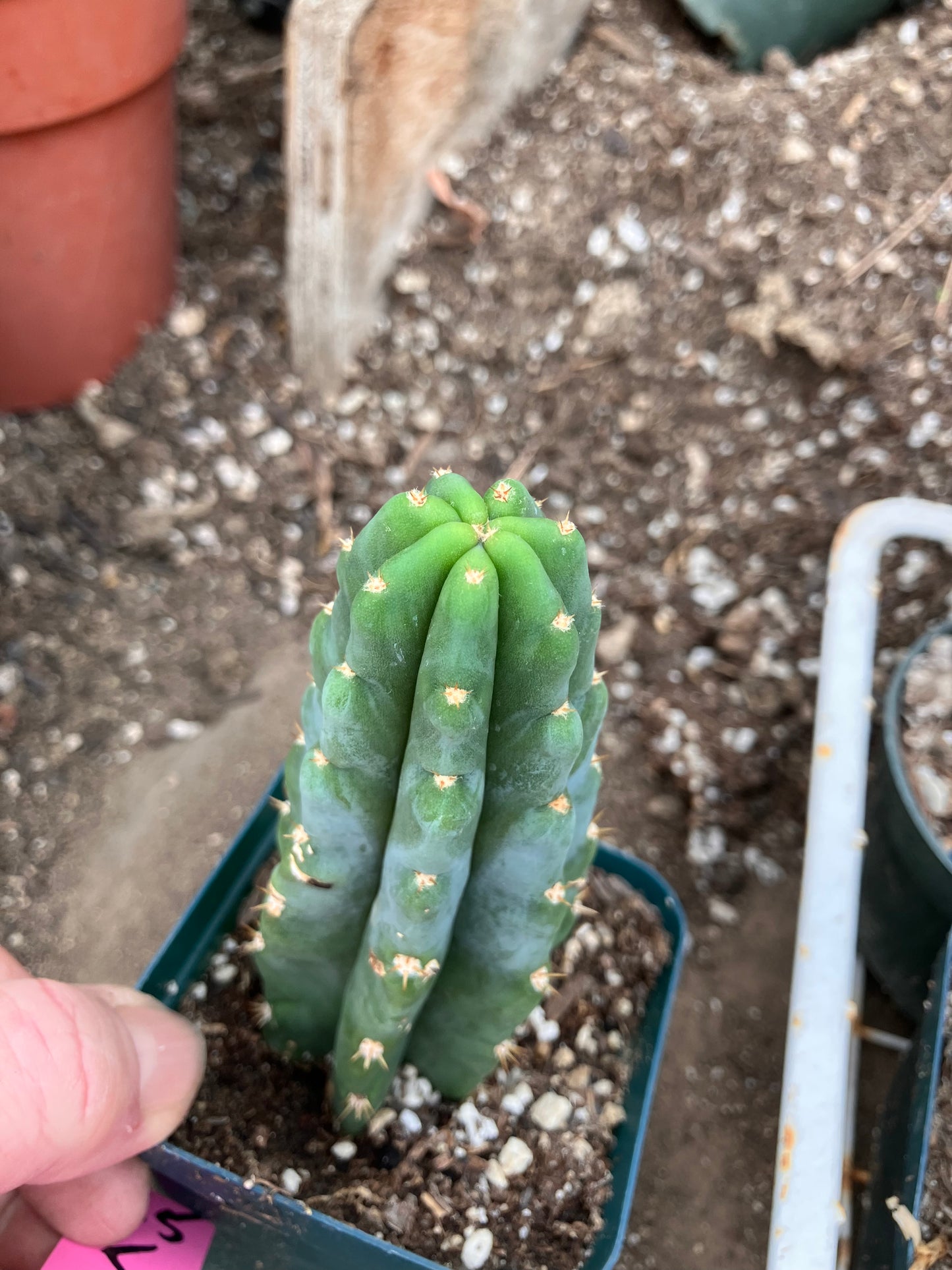 San Pedro Cactus - Trichocereus pachanoi 5"Tall #05P