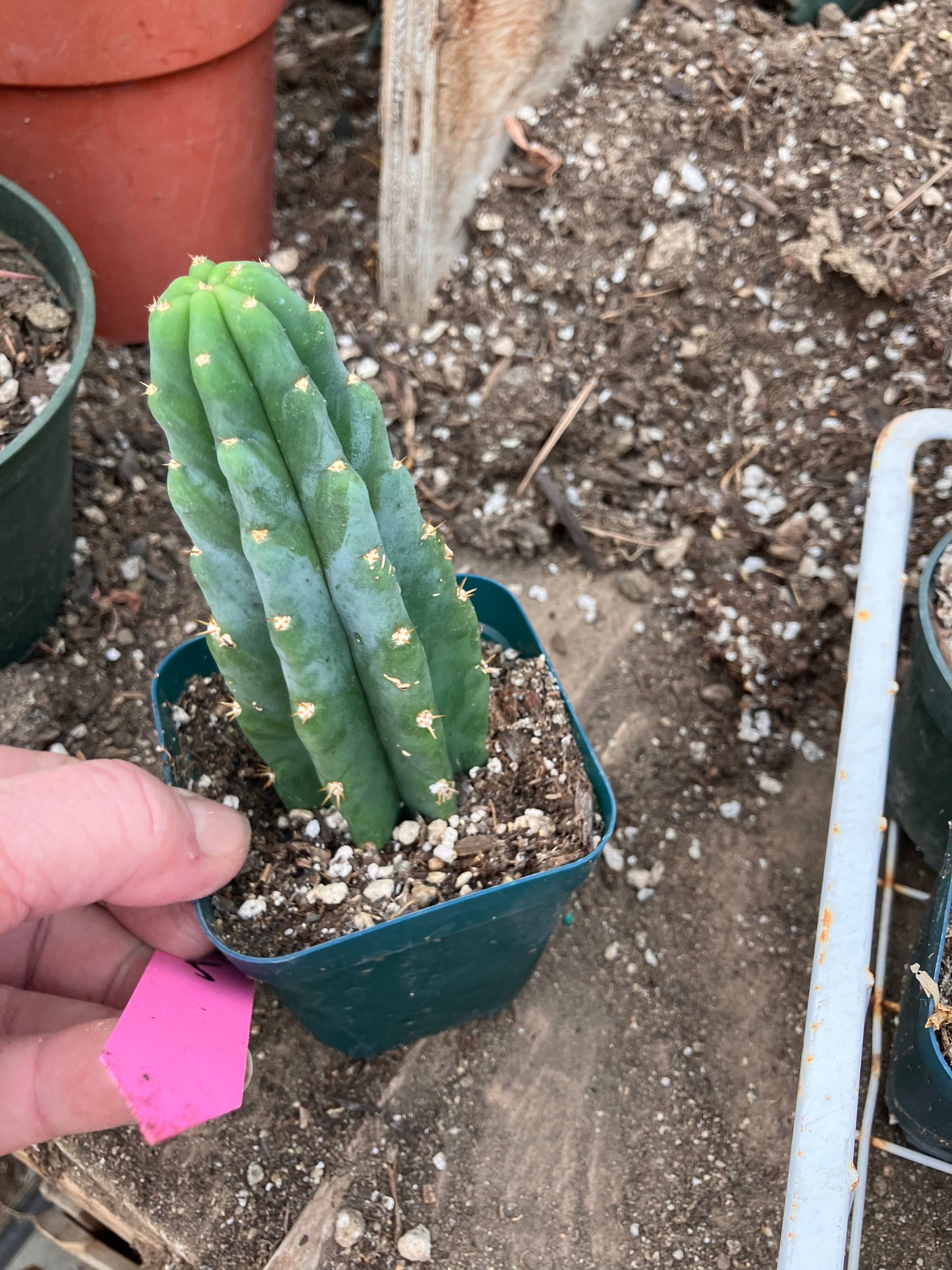San Pedro Cactus - Trichocereus pachanoi 5"Tall #05P