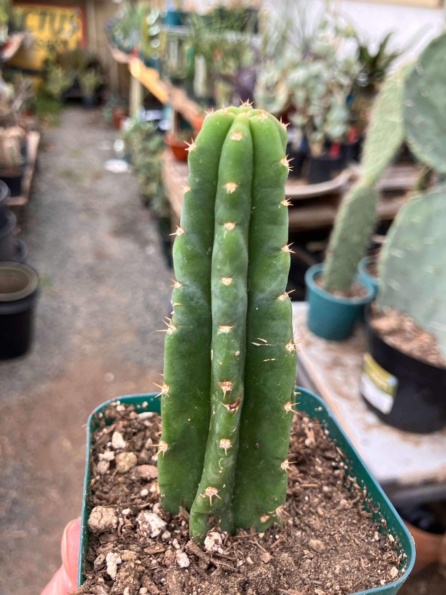 San Pedro Cactus - Trichocereus pachanoi 4.5"Tall #045B