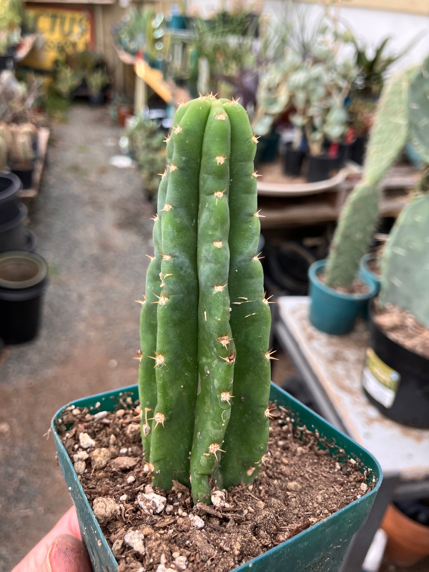 San Pedro Cactus - Trichocereus pachanoi 4.5"Tall #045B