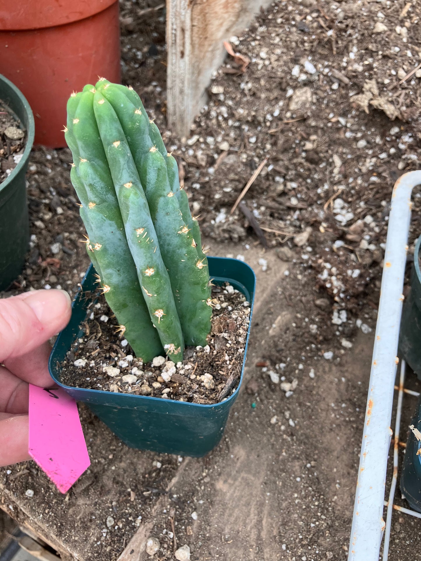 San Pedro Cactus - Trichocereus pachanoi 5"Tall #05P
