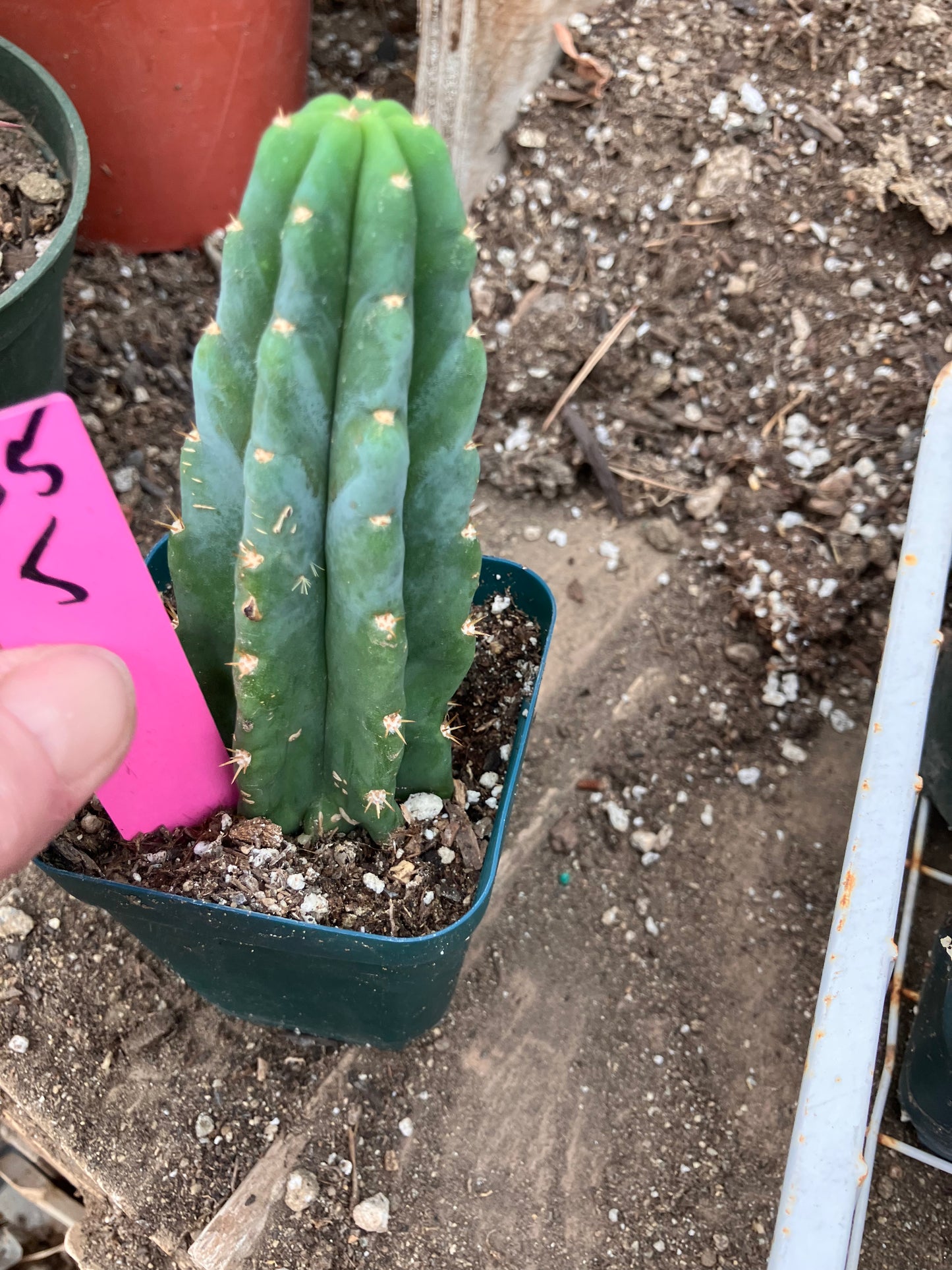 San Pedro Cactus - Trichocereus pachanoi 5"Tall #05P