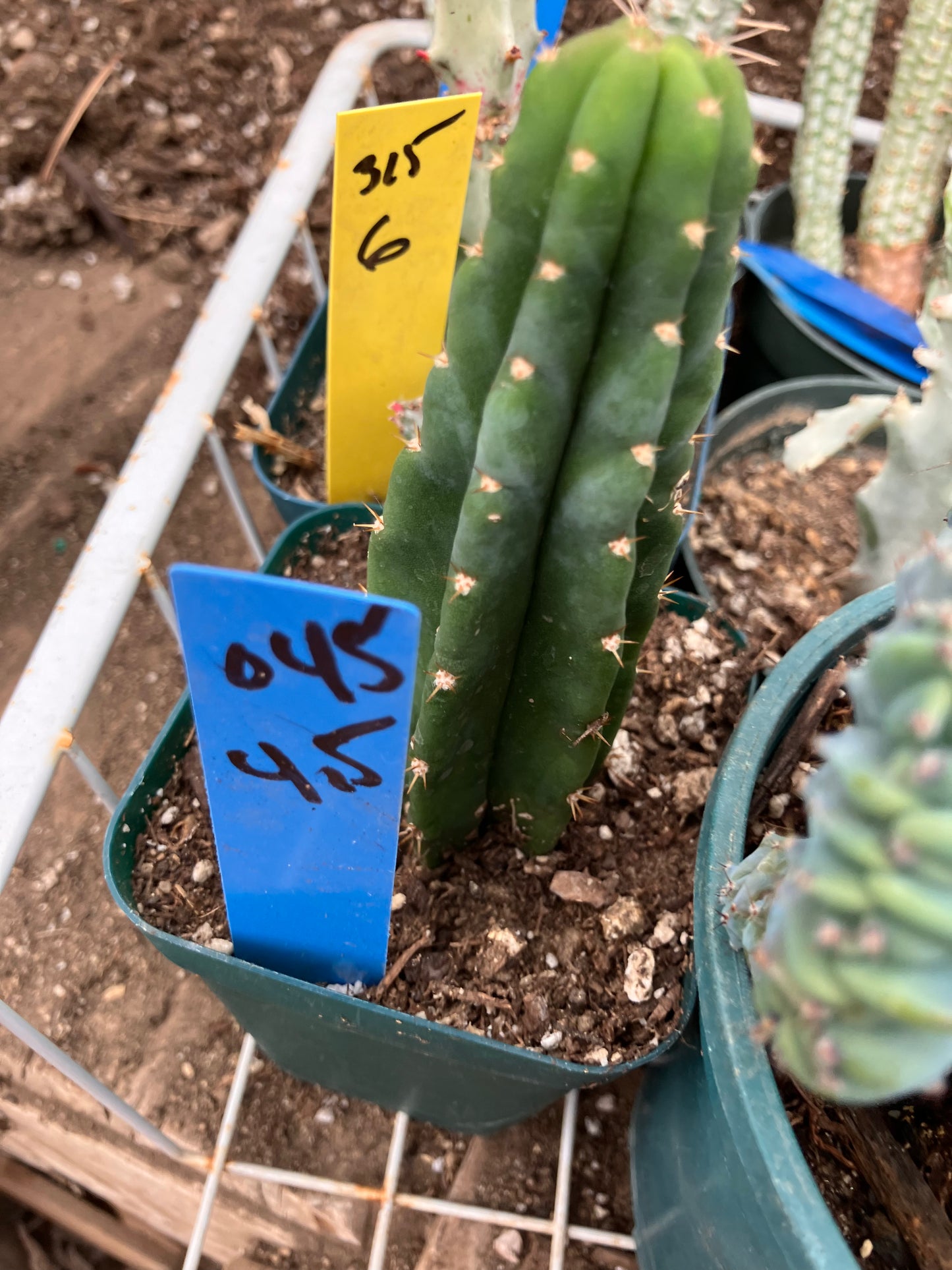 San Pedro Cactus - Trichocereus pachanoi 4.5"Tall #045B