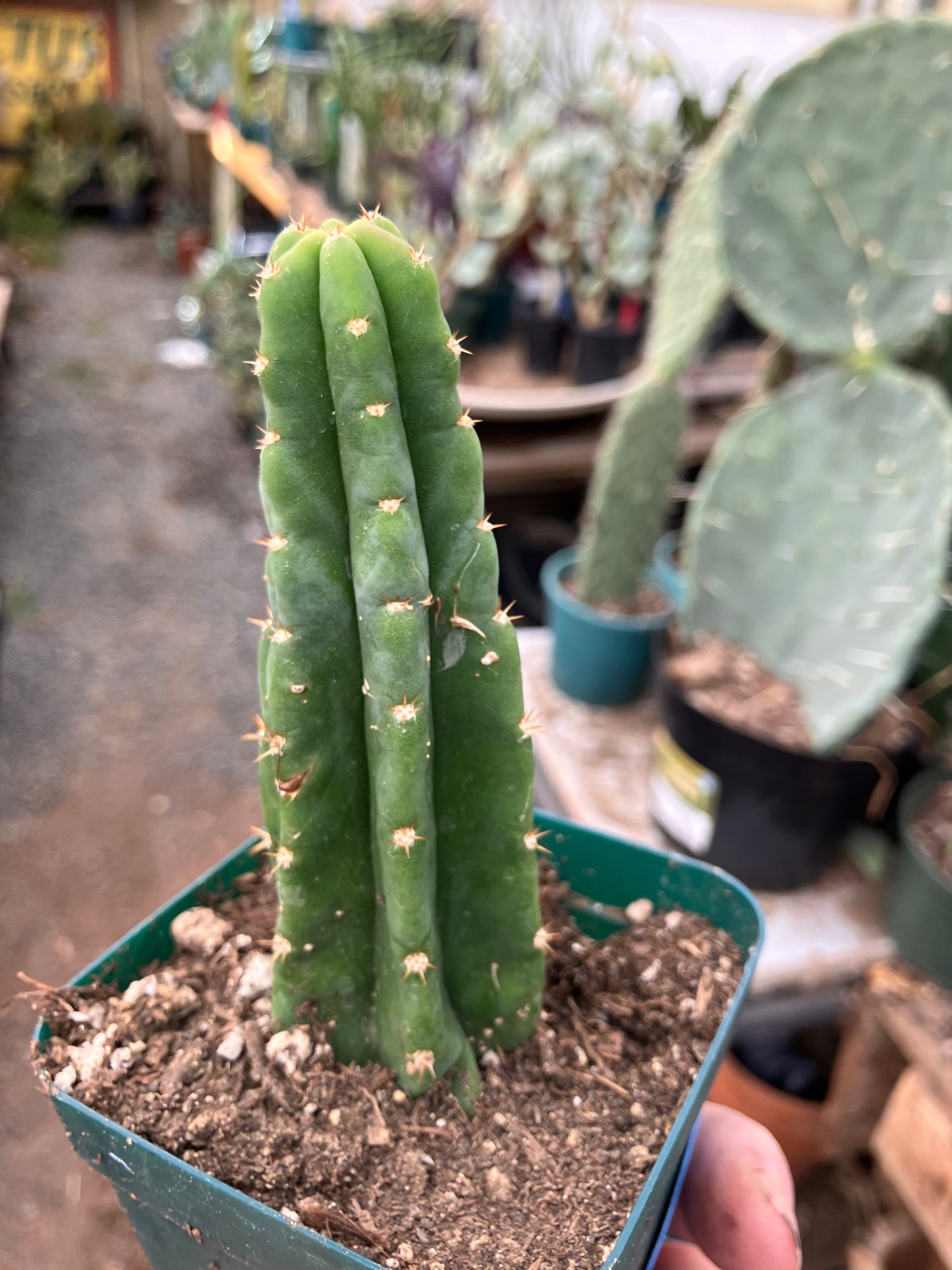San Pedro Cactus - Trichocereus pachanoi 4.5"Tall #045B