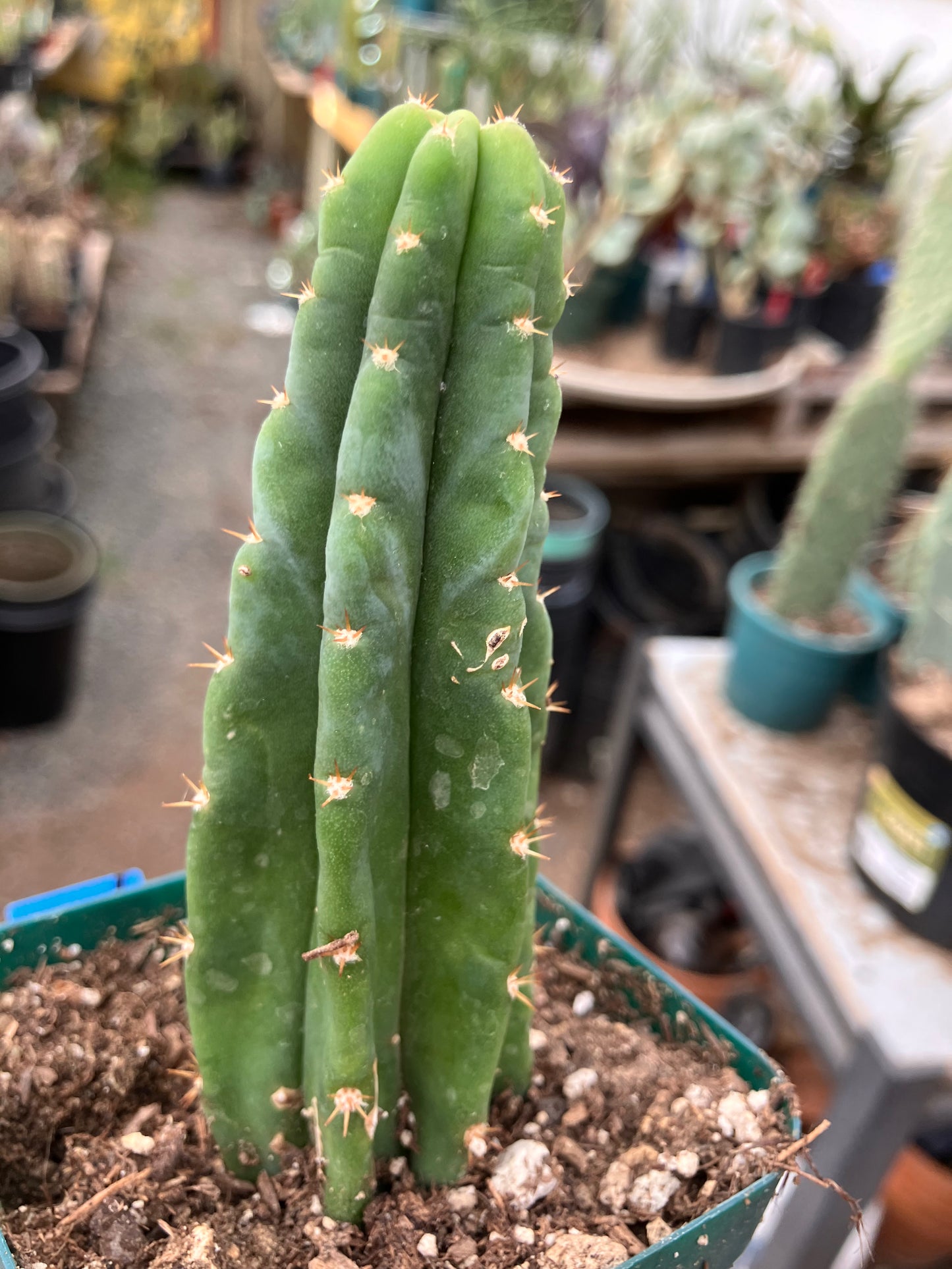San Pedro Cactus - Trichocereus pachanoi 4.5"Tall #045B