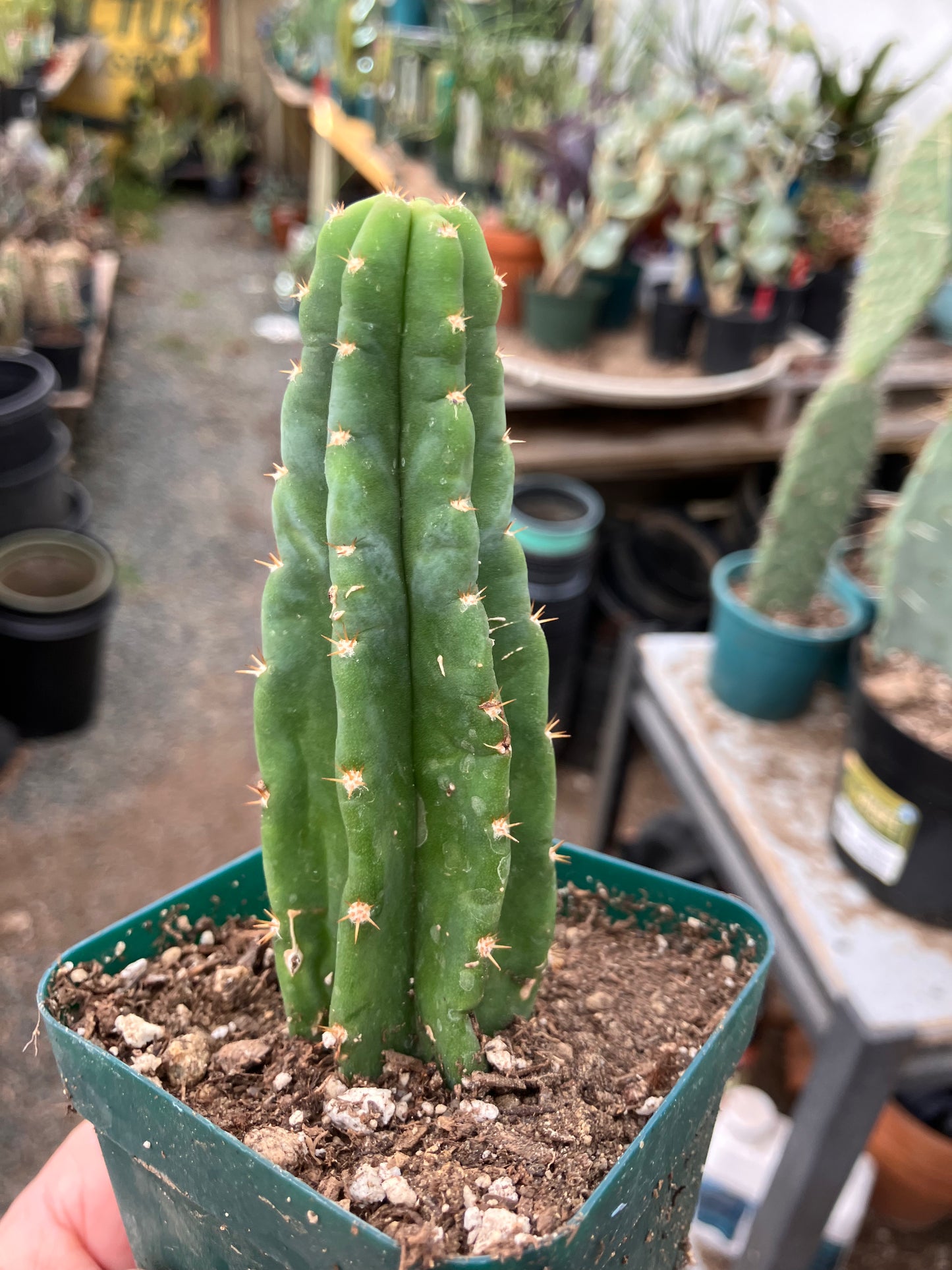 San Pedro Cactus - Trichocereus pachanoi 4.5"Tall #045B