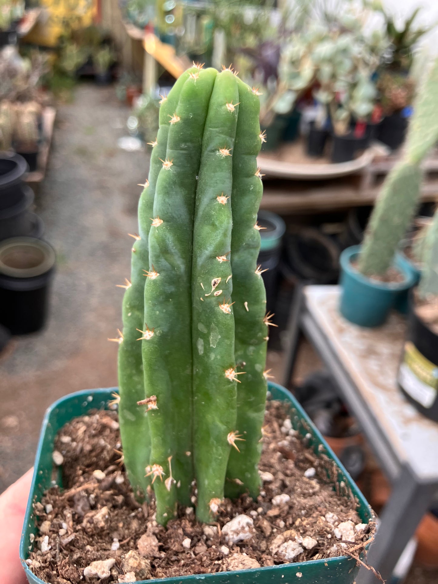 San Pedro Cactus - Trichocereus pachanoi 4.5"Tall #045B